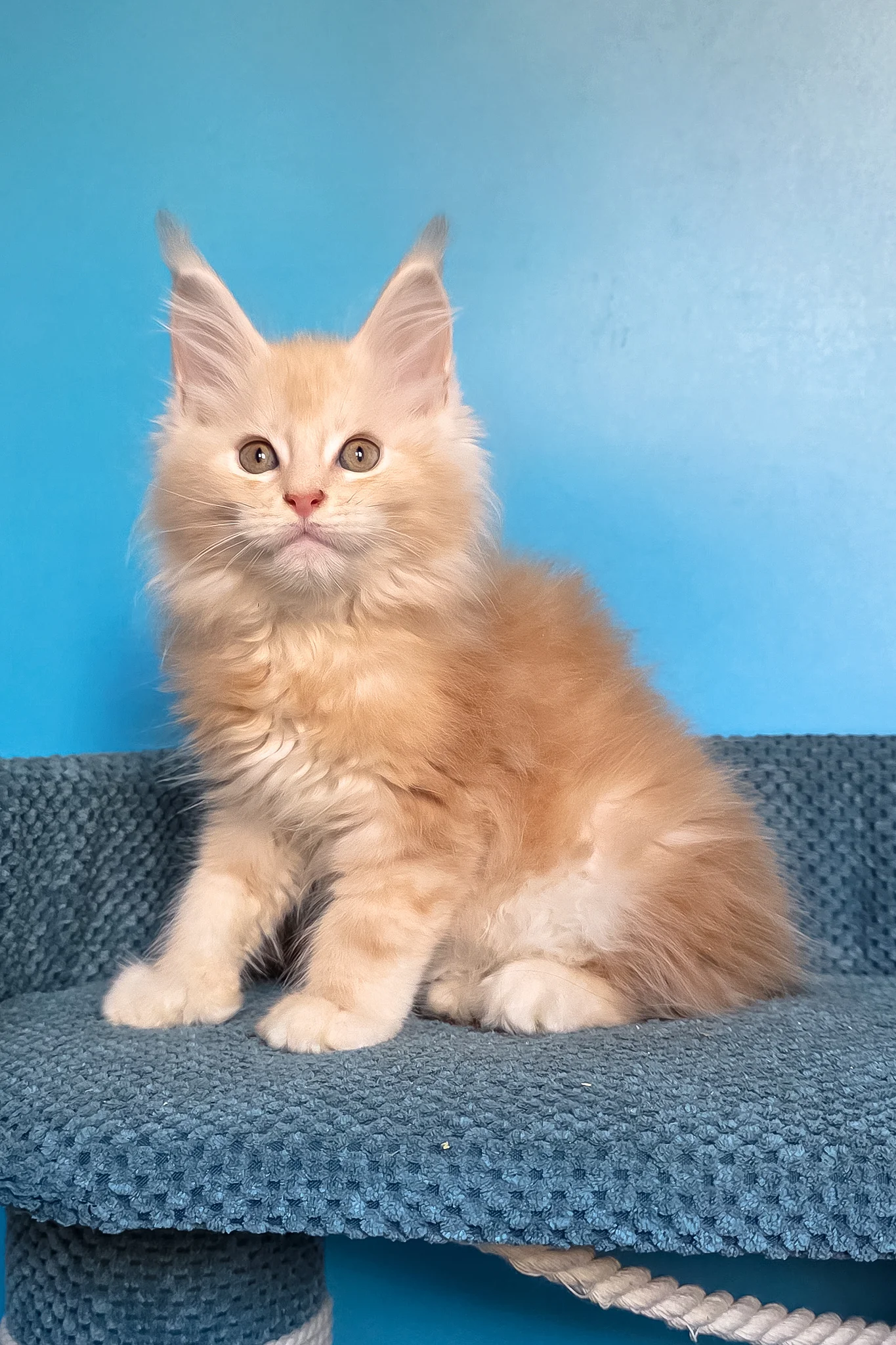 Saturn | Polydactyl Maine Coon Kitten - Image 12