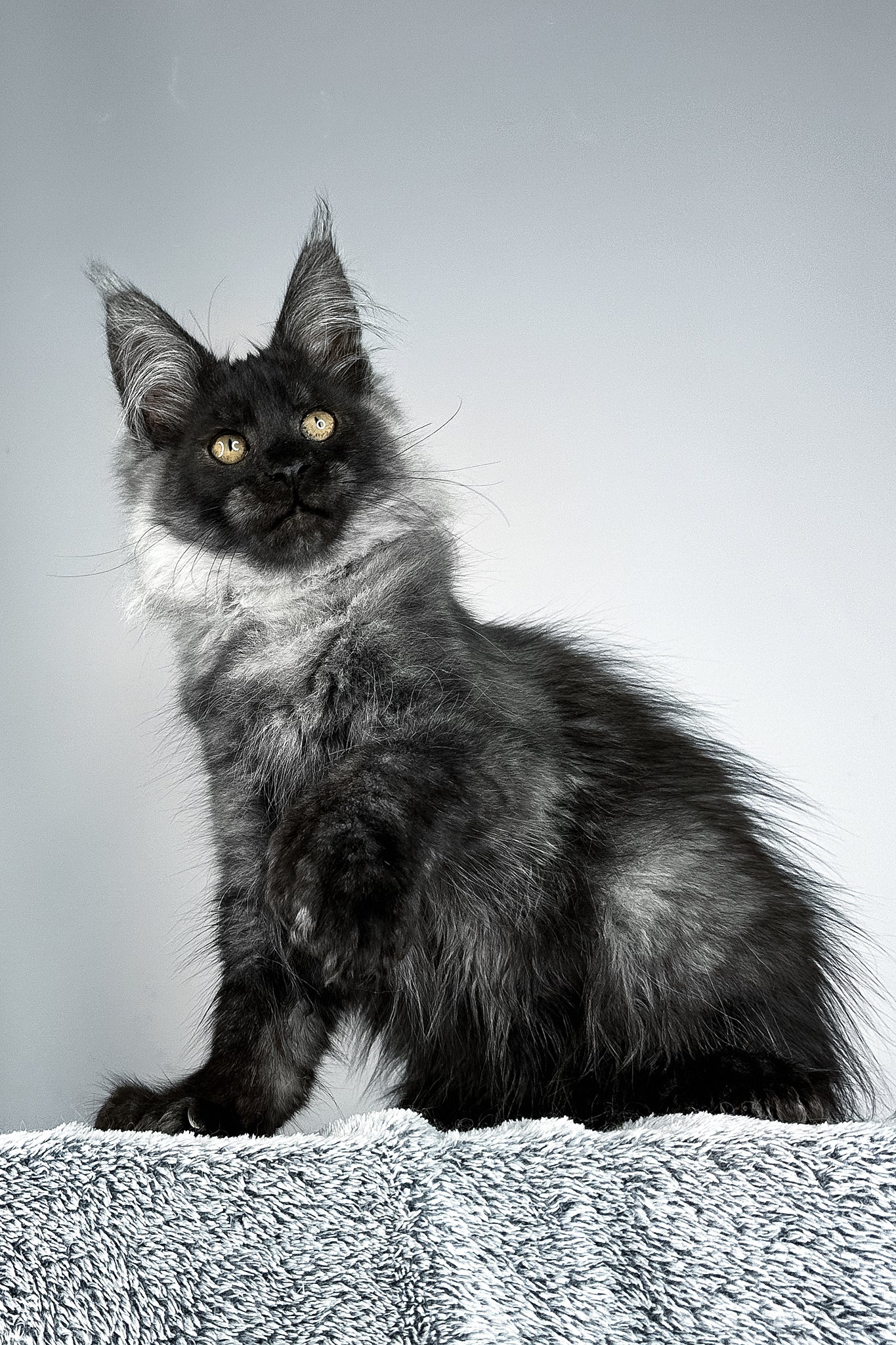 Sensei | Polydactyl Maine Coon Kitten - Image 7
