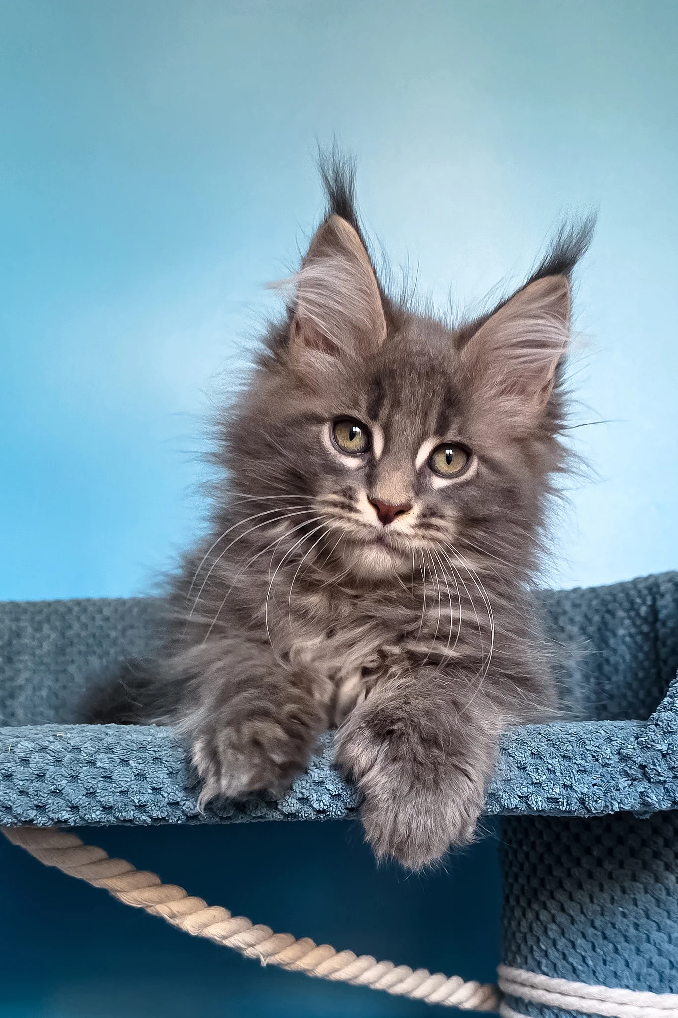 Spark | Polydactyl Maine Coon Kitten - Image 3