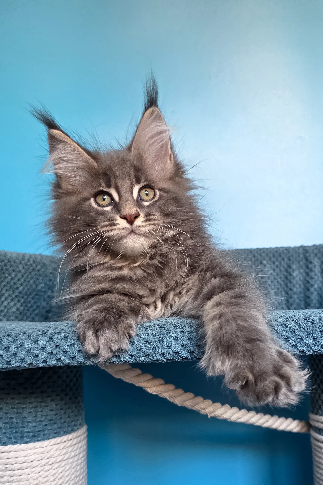 Spark | Polydactyl Maine Coon Kitten - Image 5