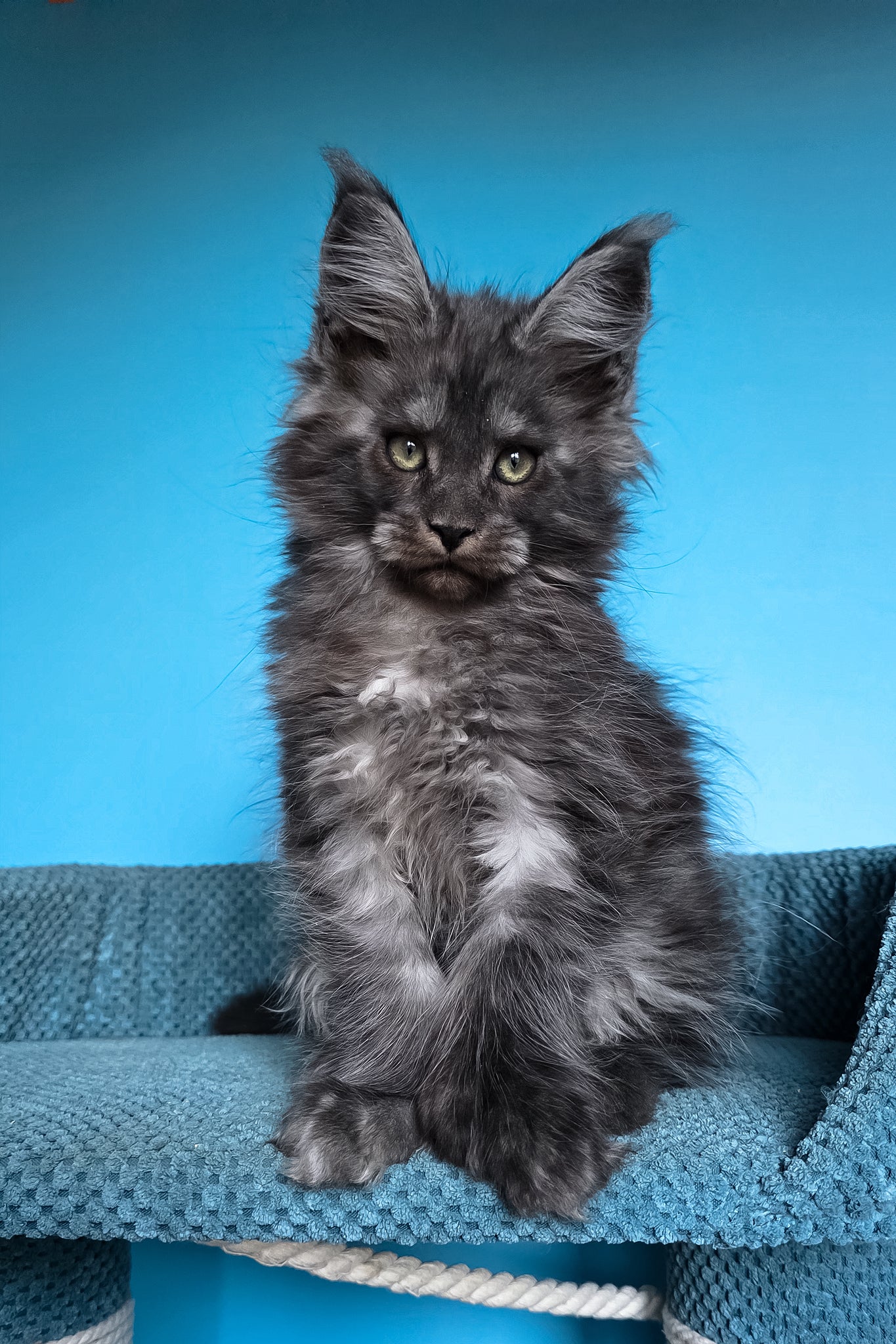 Ulf | Polydactyl Maine Coon Kitten - Image 10