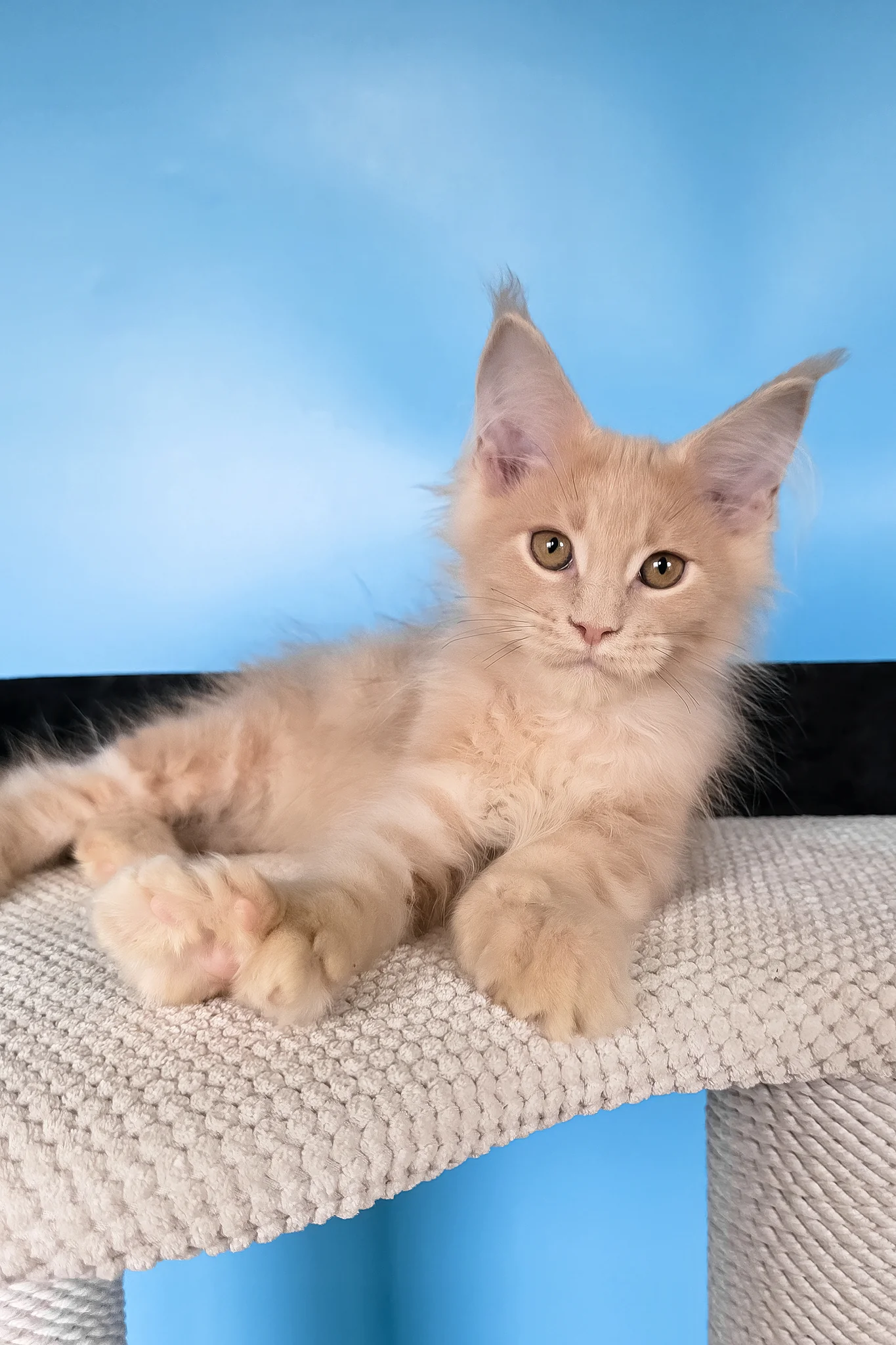 Ural | Polydactyl Maine Coon Kitten - Image 4