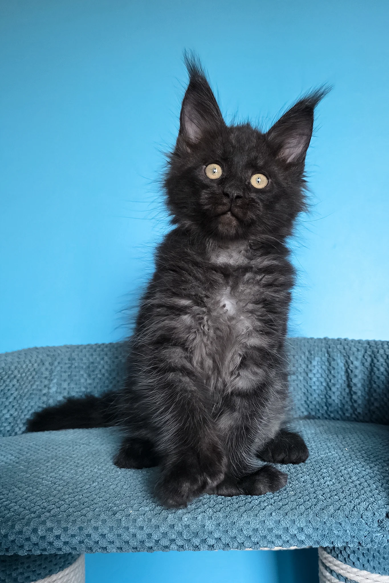 Urmas | Polydactyl Maine Coon Kitten - Image 10