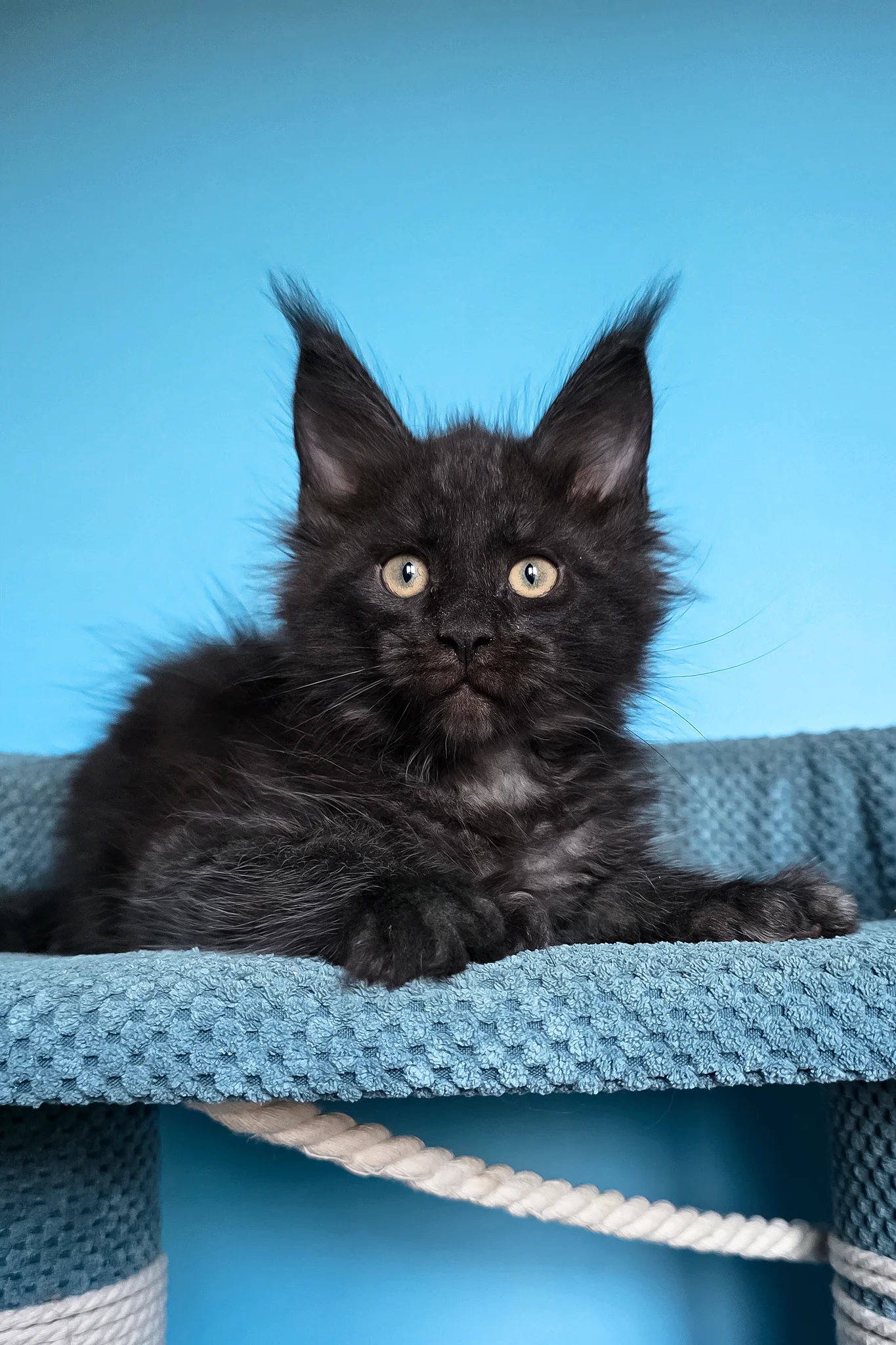 Urmas | Polydactyl Maine Coon Kitten - Image 8