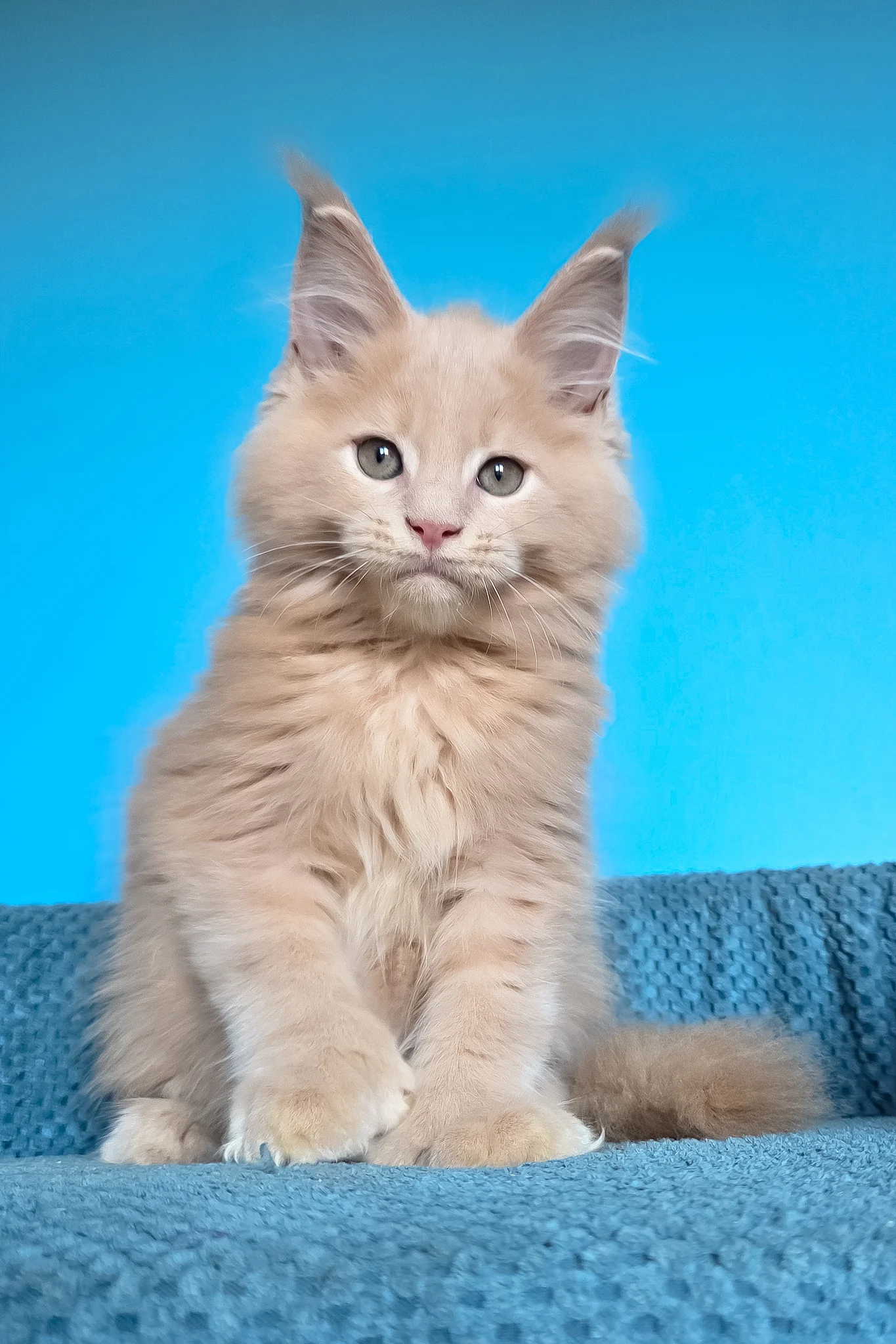 Urus | Polydactyl Maine Coon Kitten - Image 4