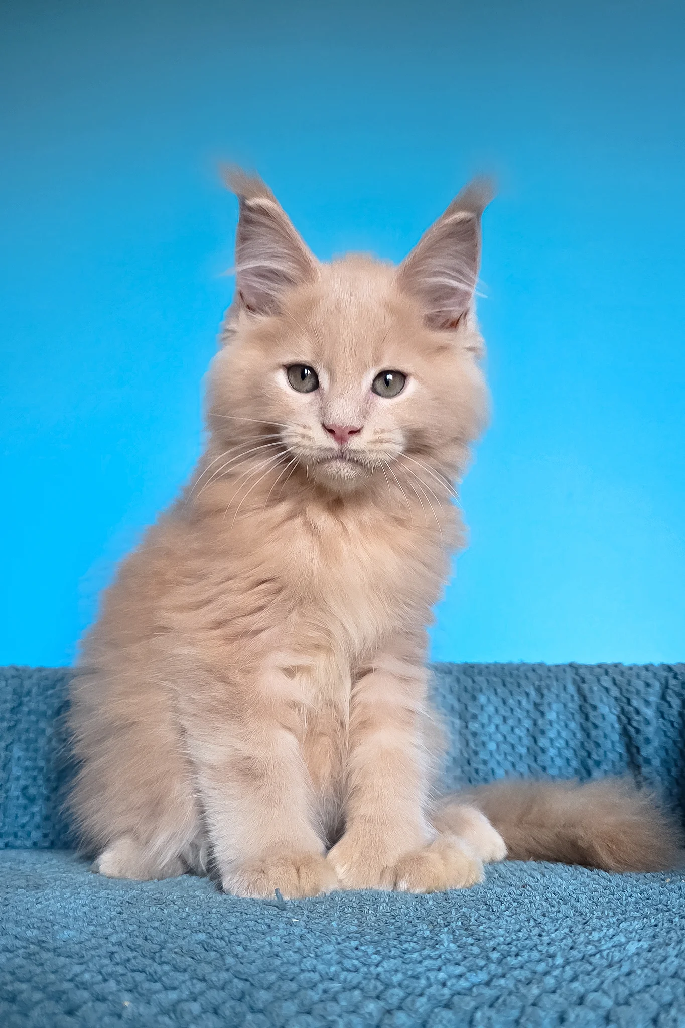 Urus | Polydactyl Maine Coon Kitten - Image 9