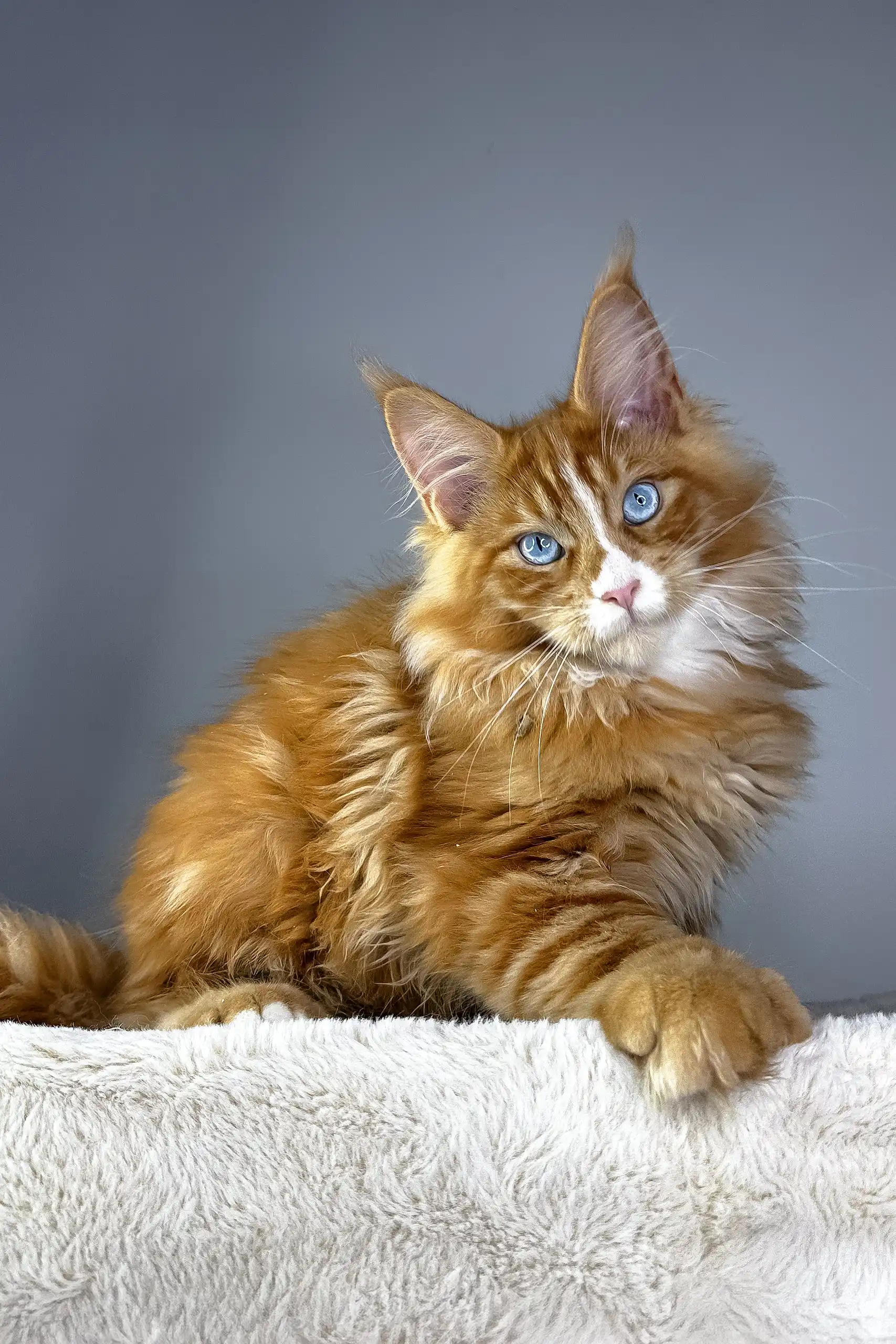 Versace | Polydactyl Maine Coon Kitten - Image 2