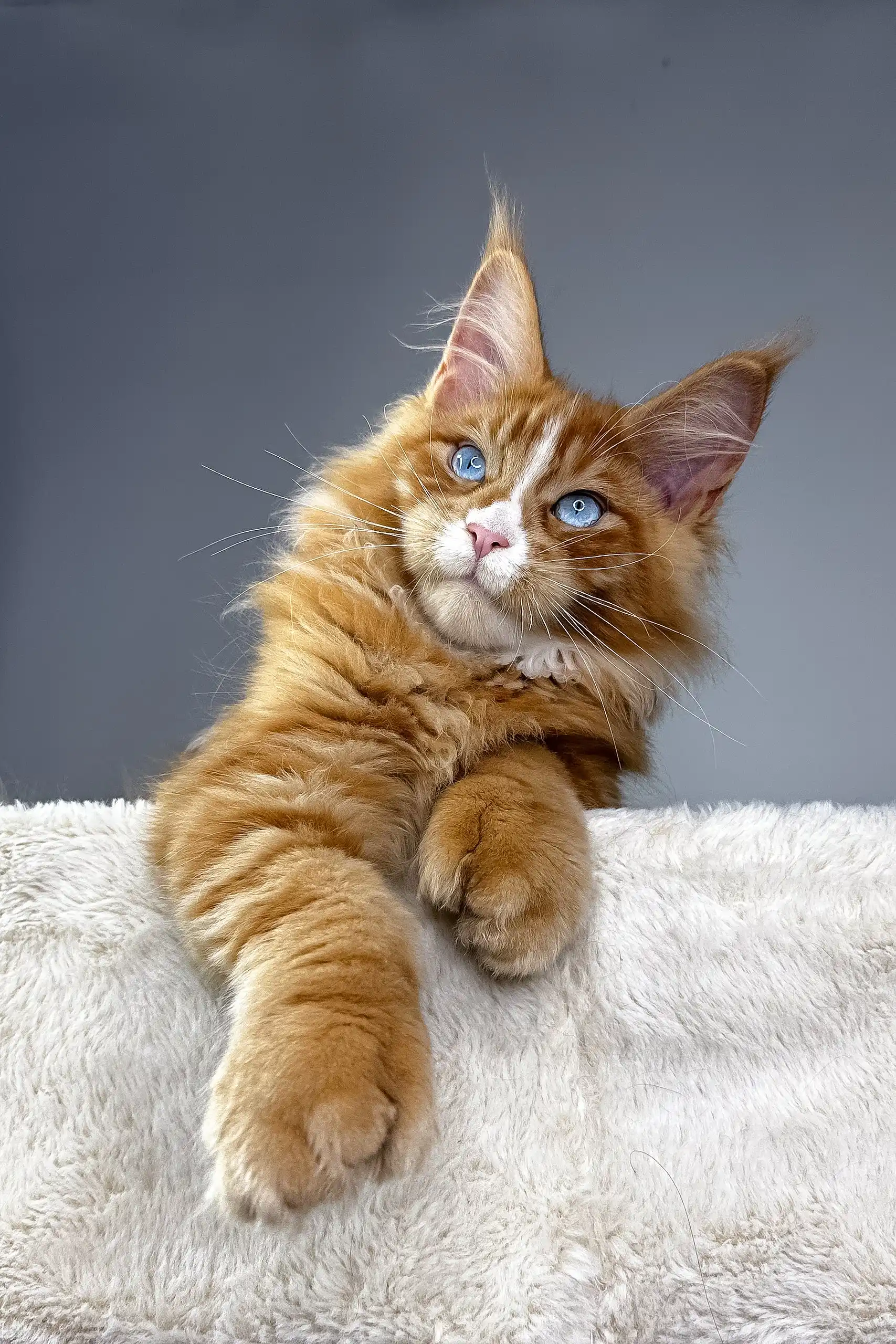 Versace | Polydactyl Maine Coon Kitten - Image 3