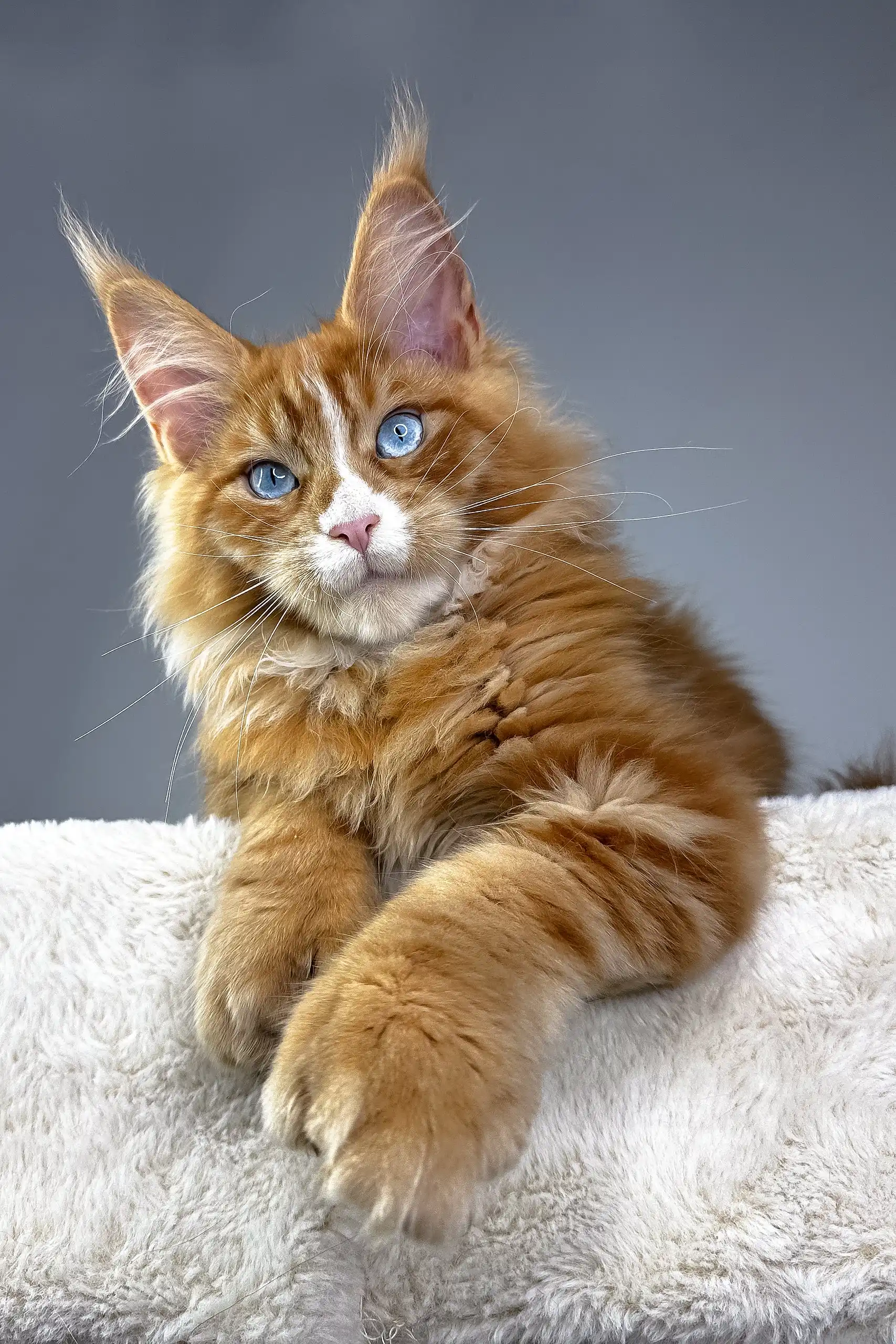 Versace | Polydactyl Maine Coon Kitten - Image 6