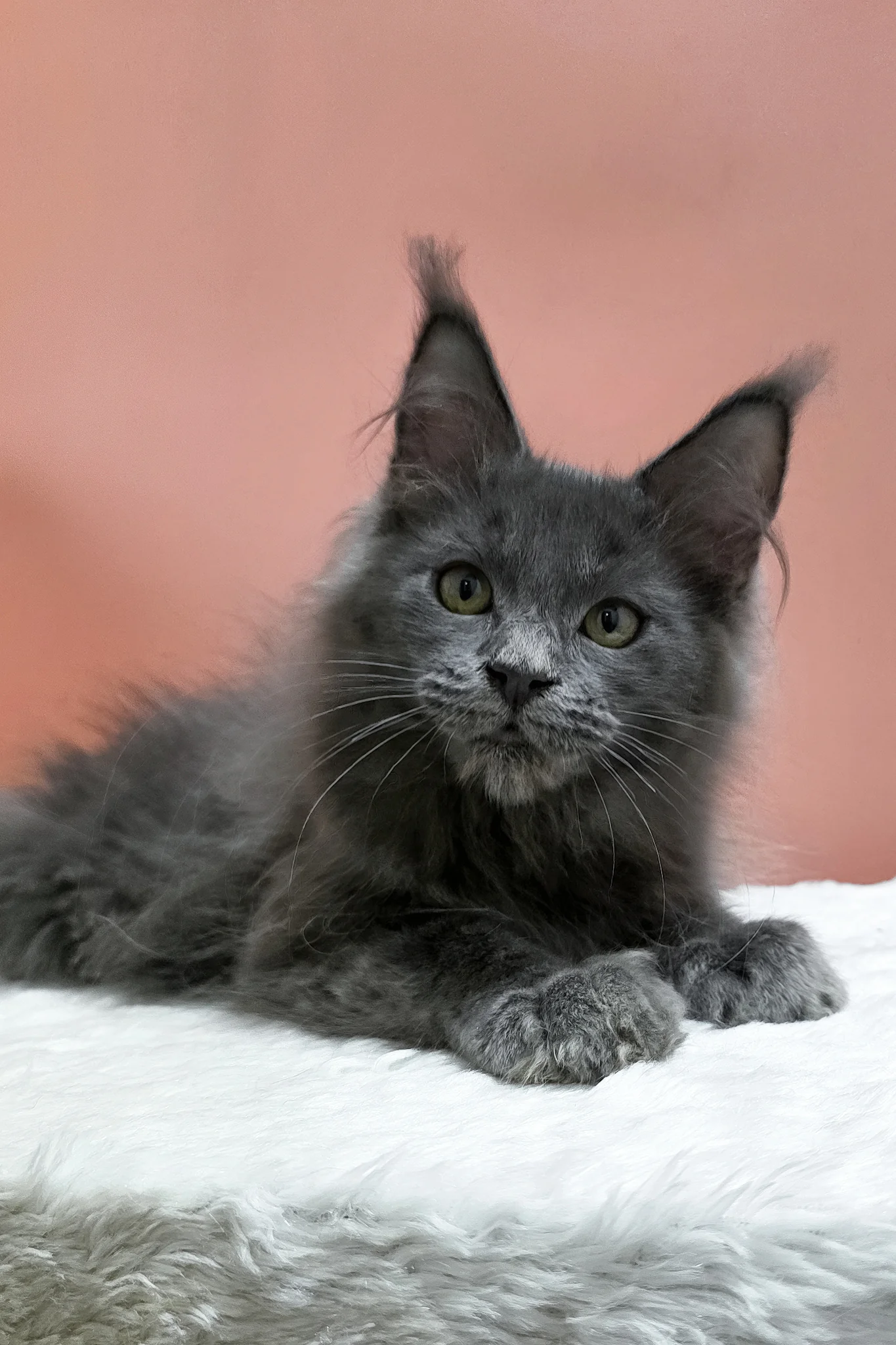 Willie | Polydactyl Maine Coon Kitten - Image 10
