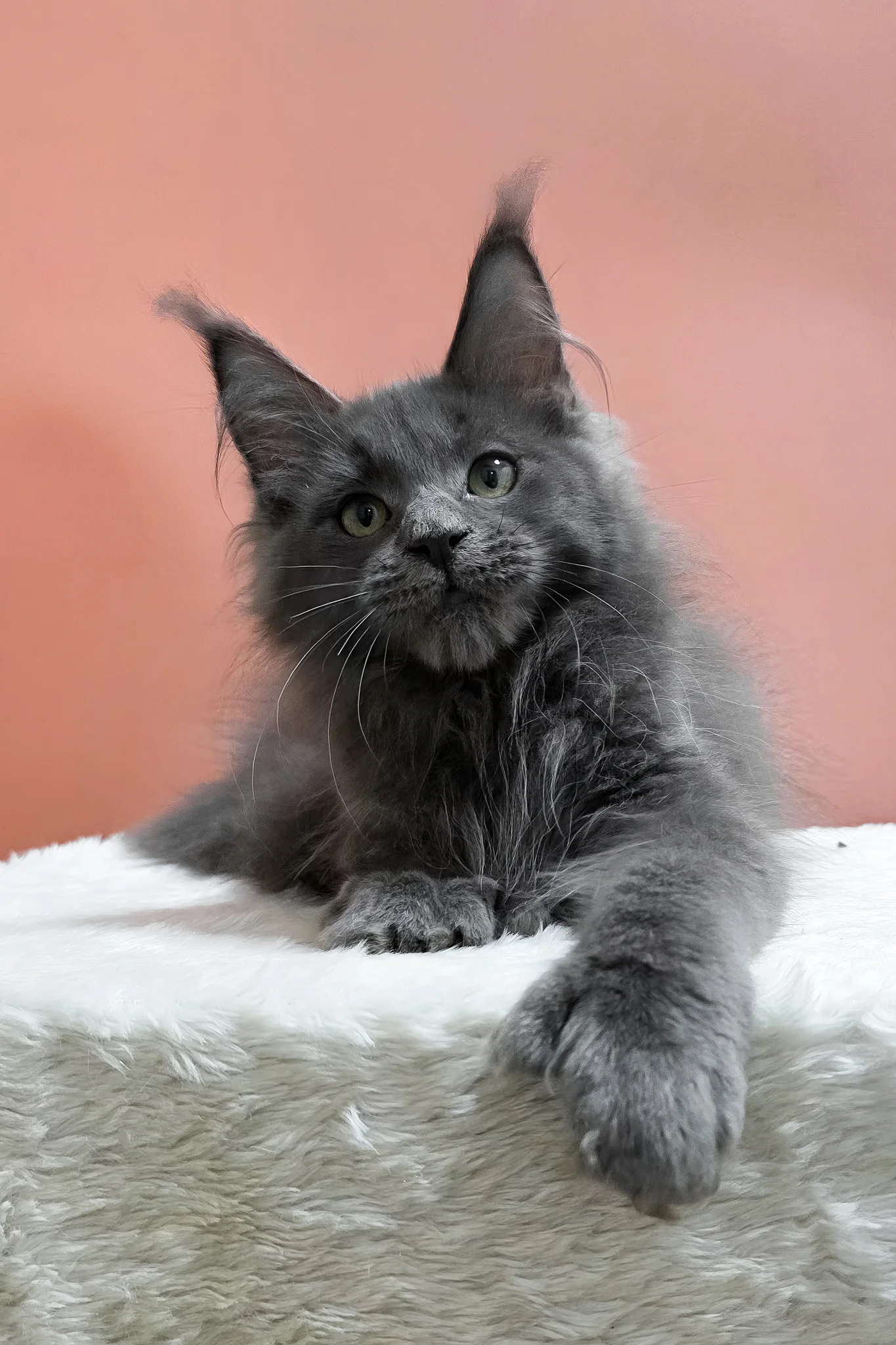 Willie | Polydactyl Maine Coon Kitten - Image 2