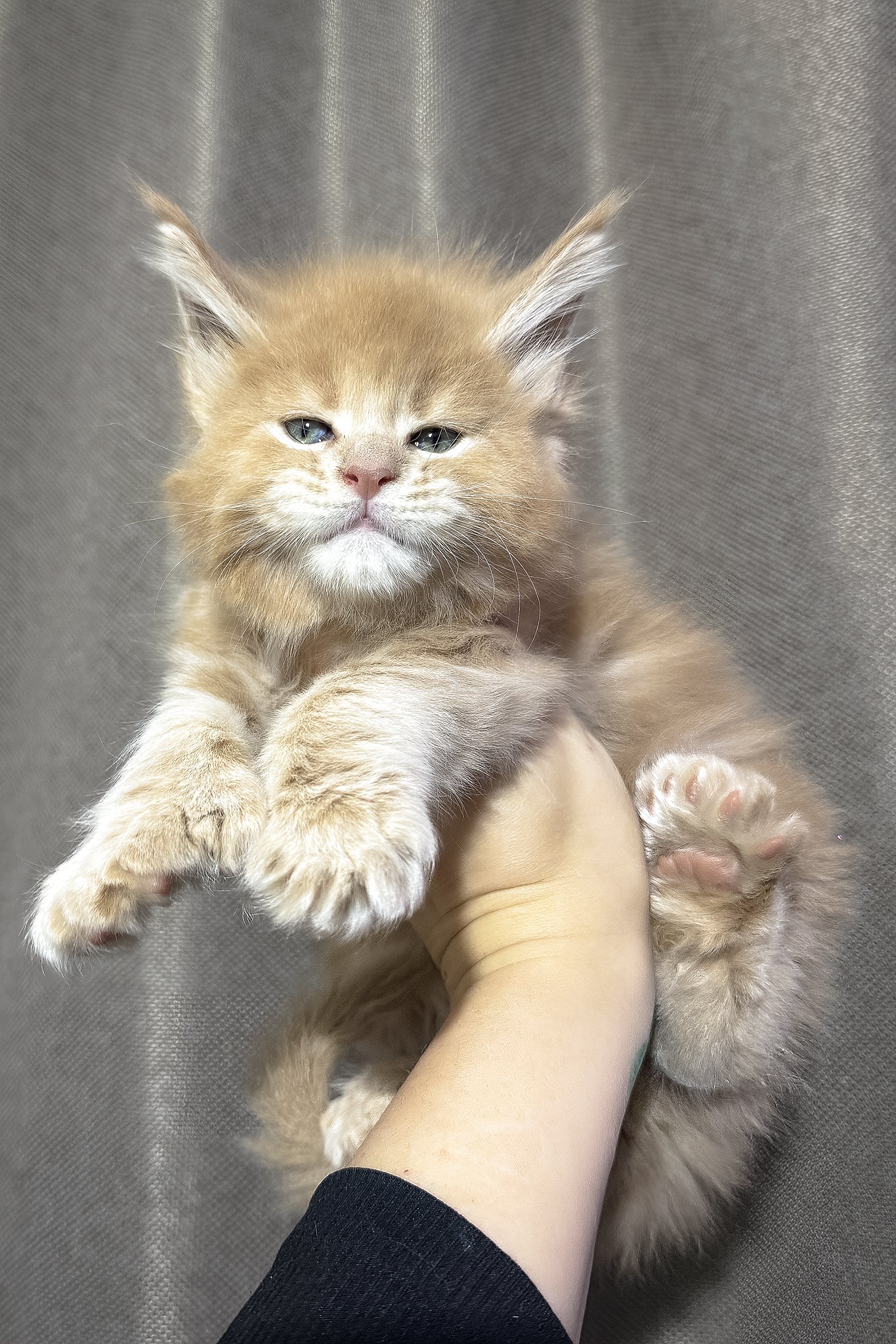 Yoda | Polydactyl Maine Coon Kitten - Image 9