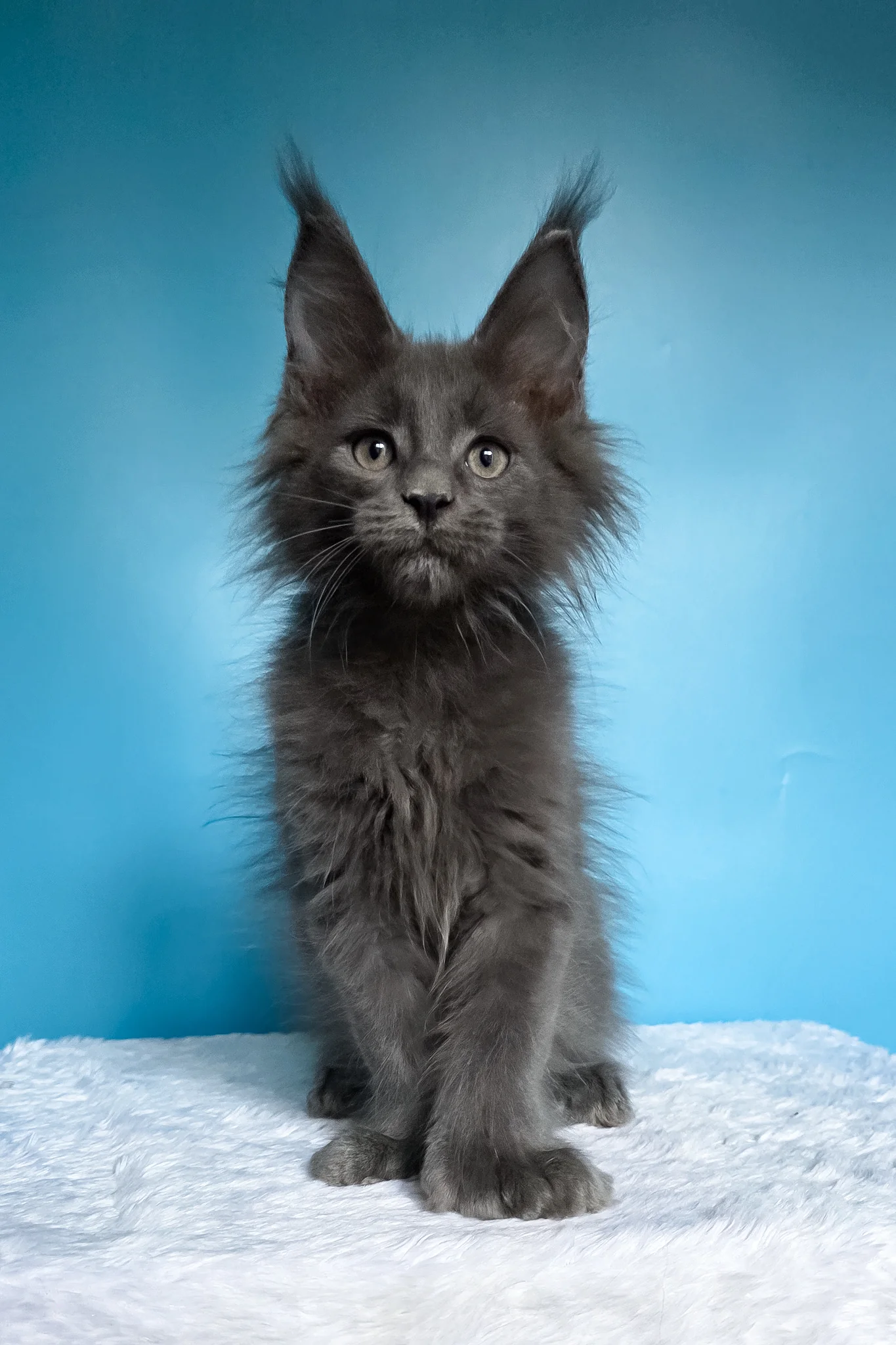 Walter | Polydactyl Maine Coon - Image 5