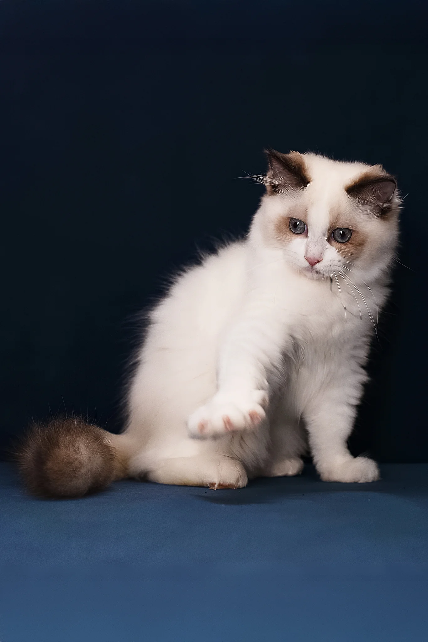 Achi | Ragdoll Kitten - Image 2