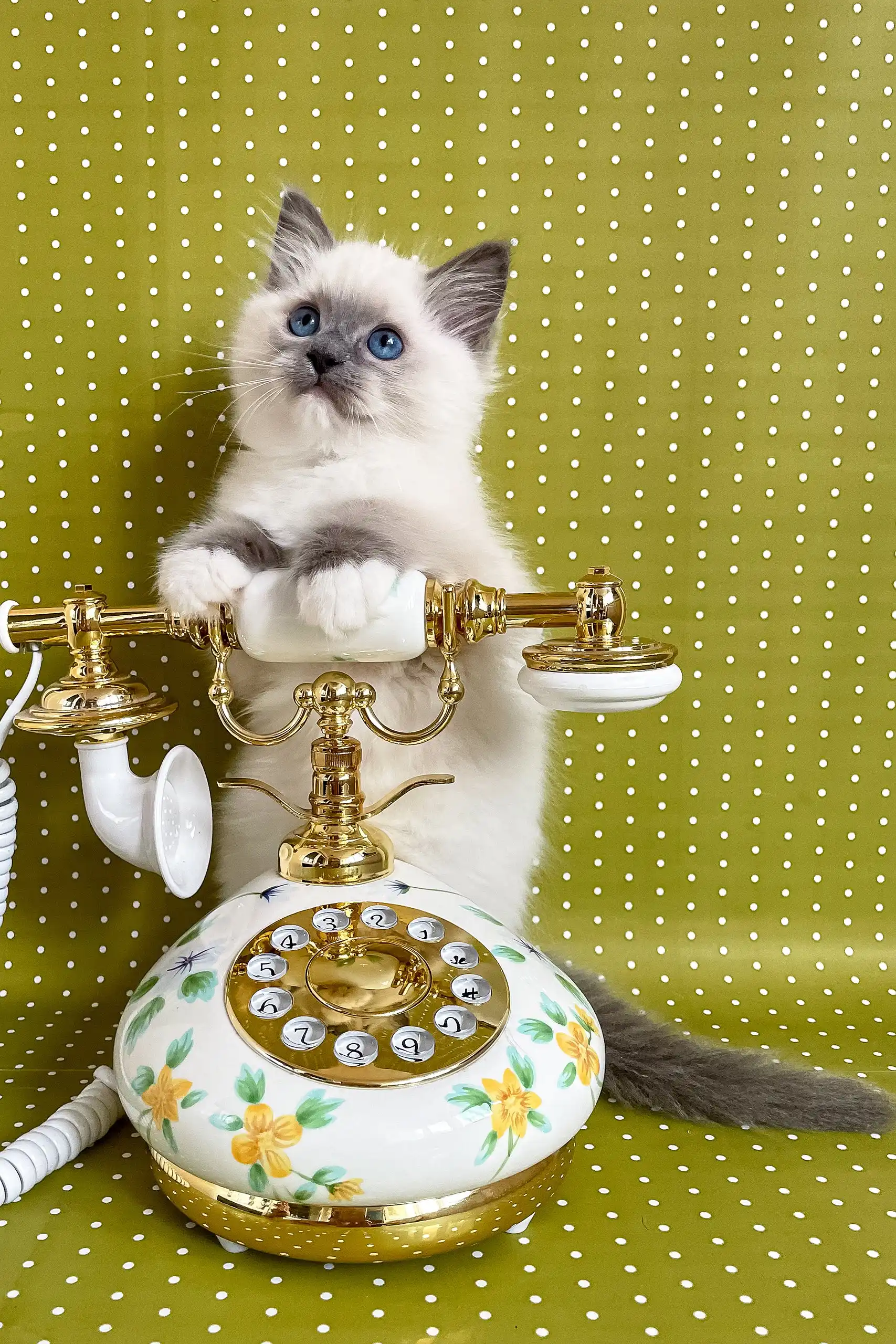 Alfred | Ragdoll Kitten - Image 11