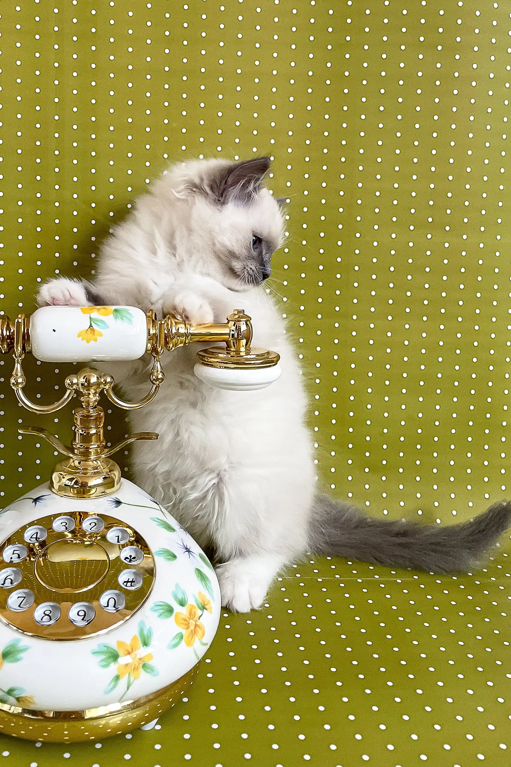Alfred | Ragdoll Kitten - Image 3