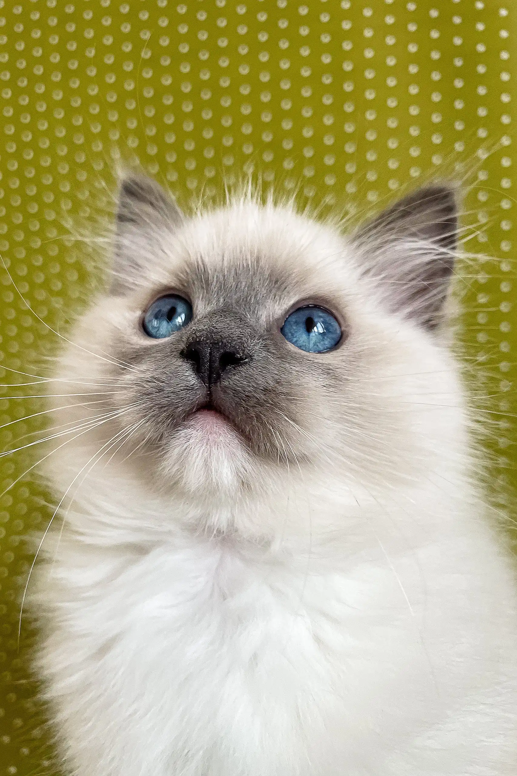Alfred | Ragdoll Kitten - Image 5
