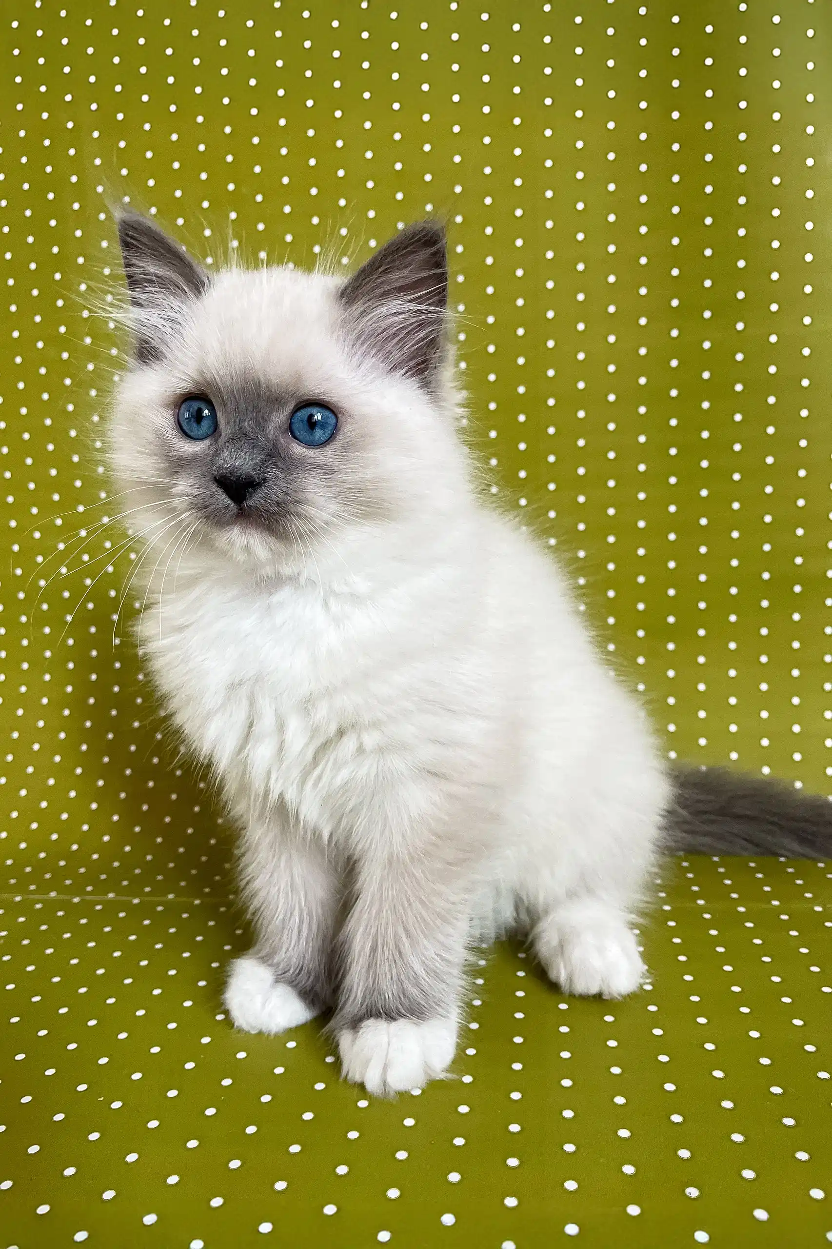Alfred | Ragdoll Kitten - Image 6