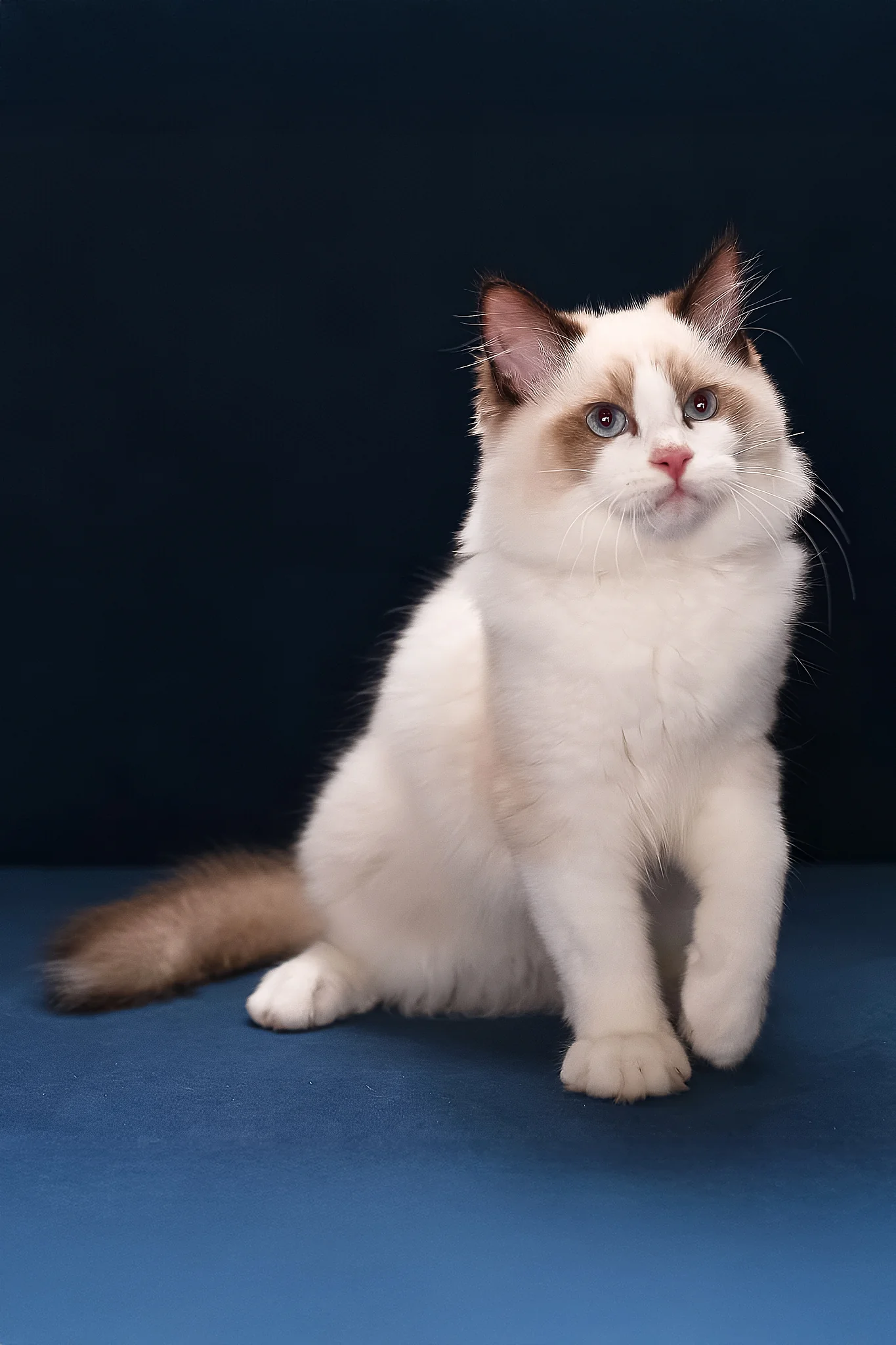 Argo | Ragdoll Kitten - Image 4