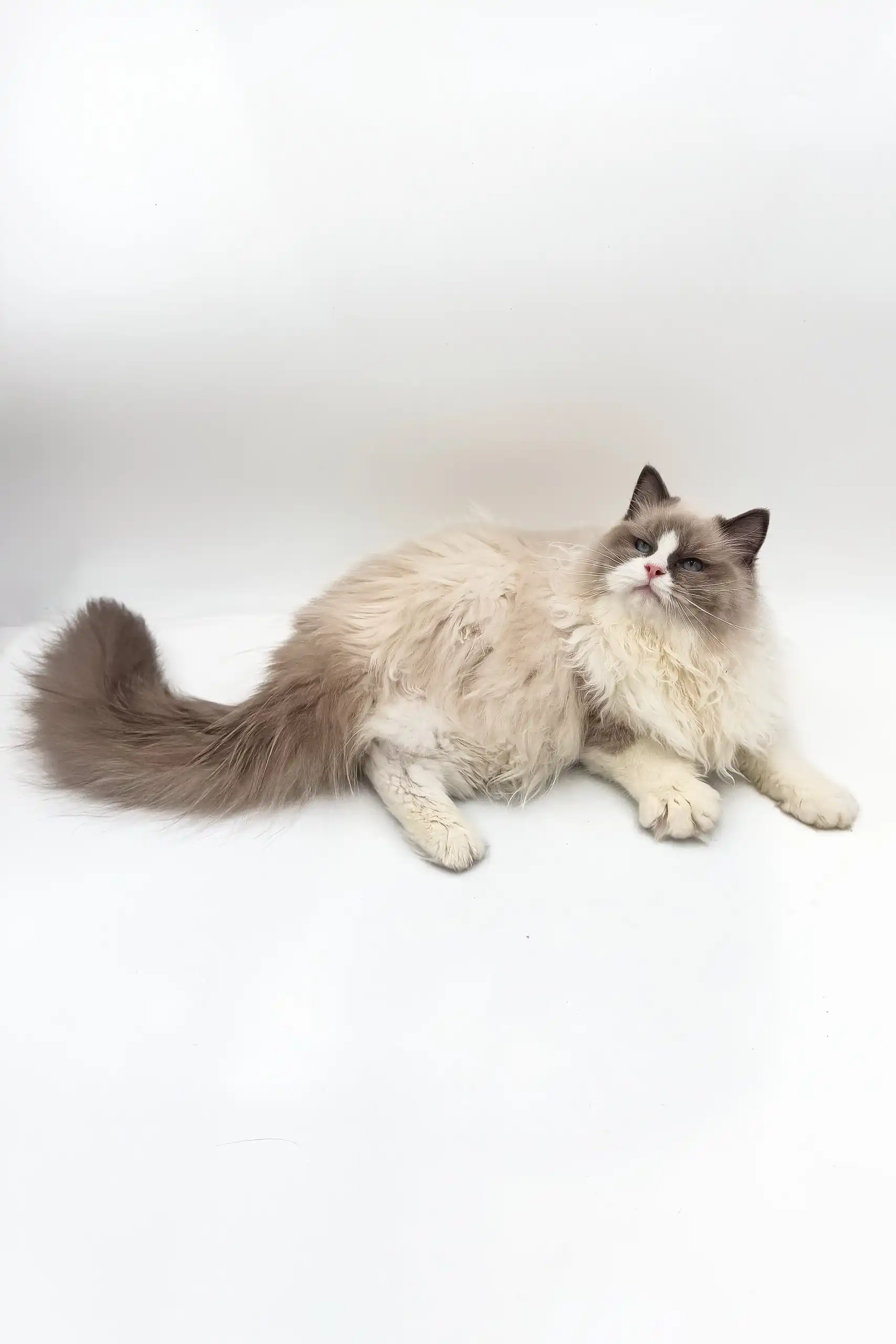 Blaze | Ragdoll Kitten - Image 3
