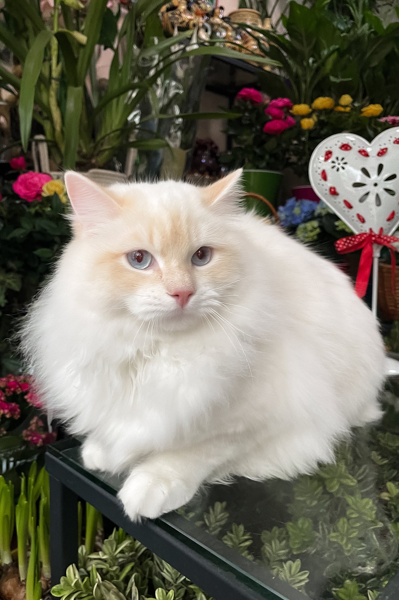 Cedric | Ragdoll Kitten - Image 11