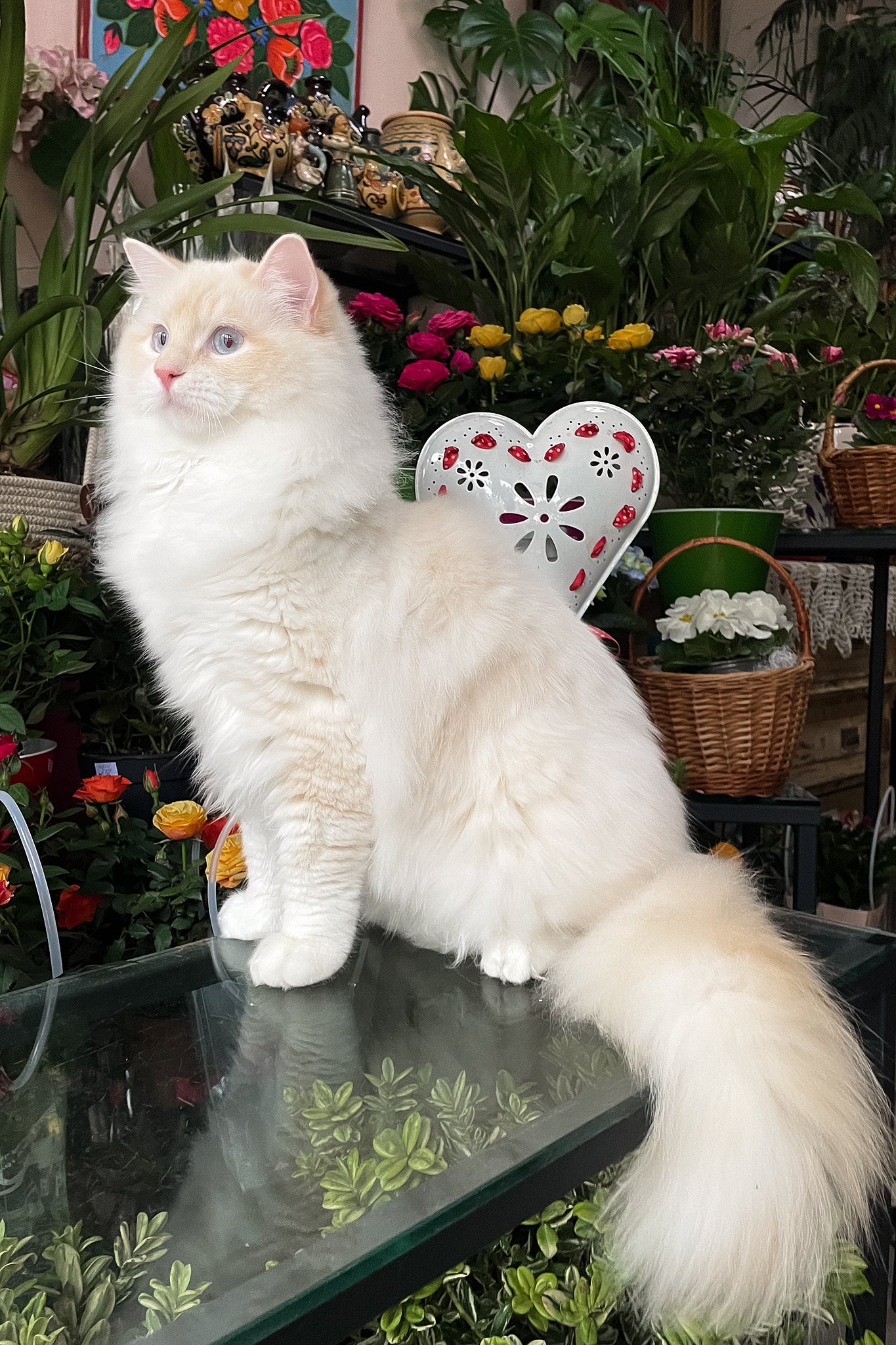 Cedric | Ragdoll Kitten - Image 2