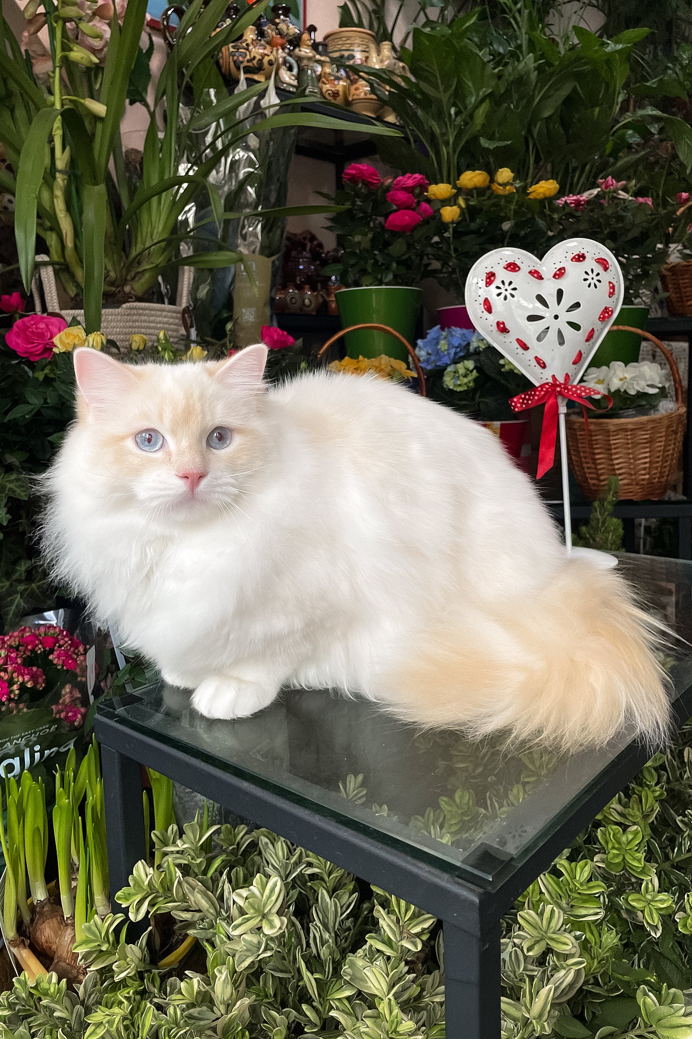 Cedric | Ragdoll Kitten - Image 7