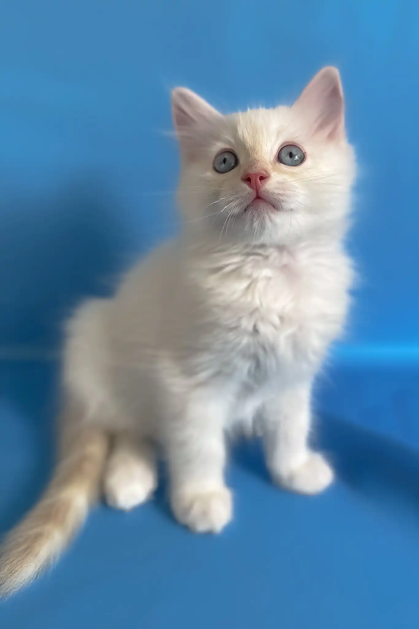 Charlie | Ragdoll Kitten - Image 2