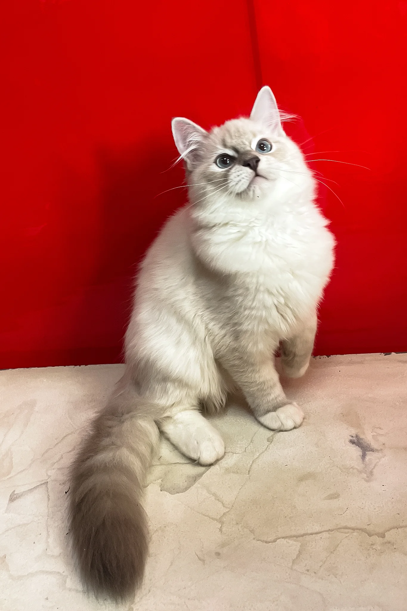Cosmo | Ragdoll Kitten - Image 4
