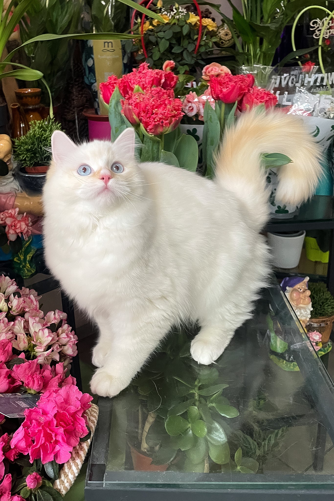Dilan | Ragdoll Kitten - Image 3