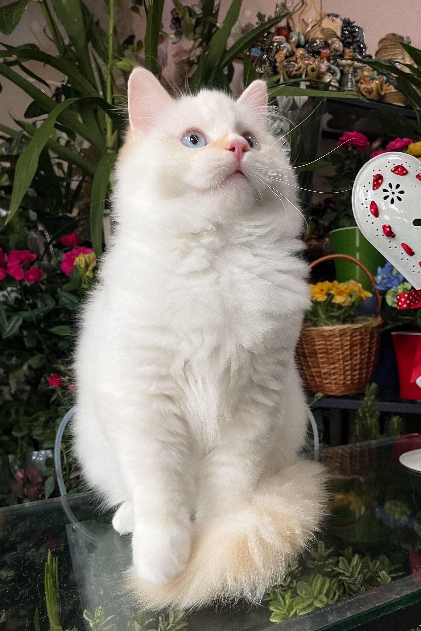 Dilan | Ragdoll Kitten - Image 4