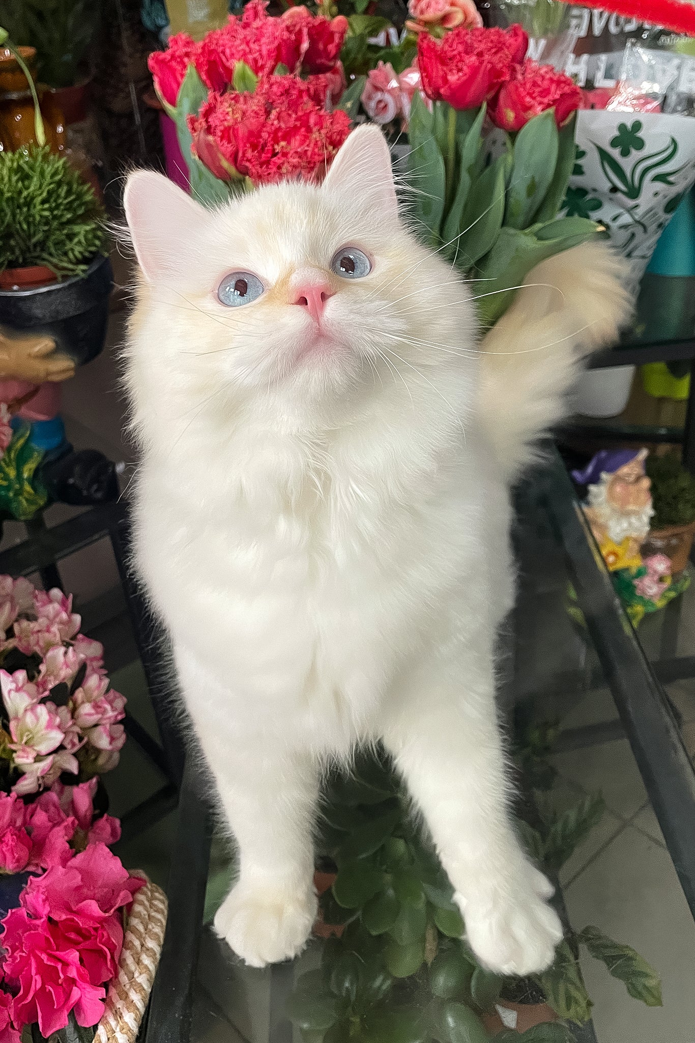 Dilan | Ragdoll Kitten - Image 6
