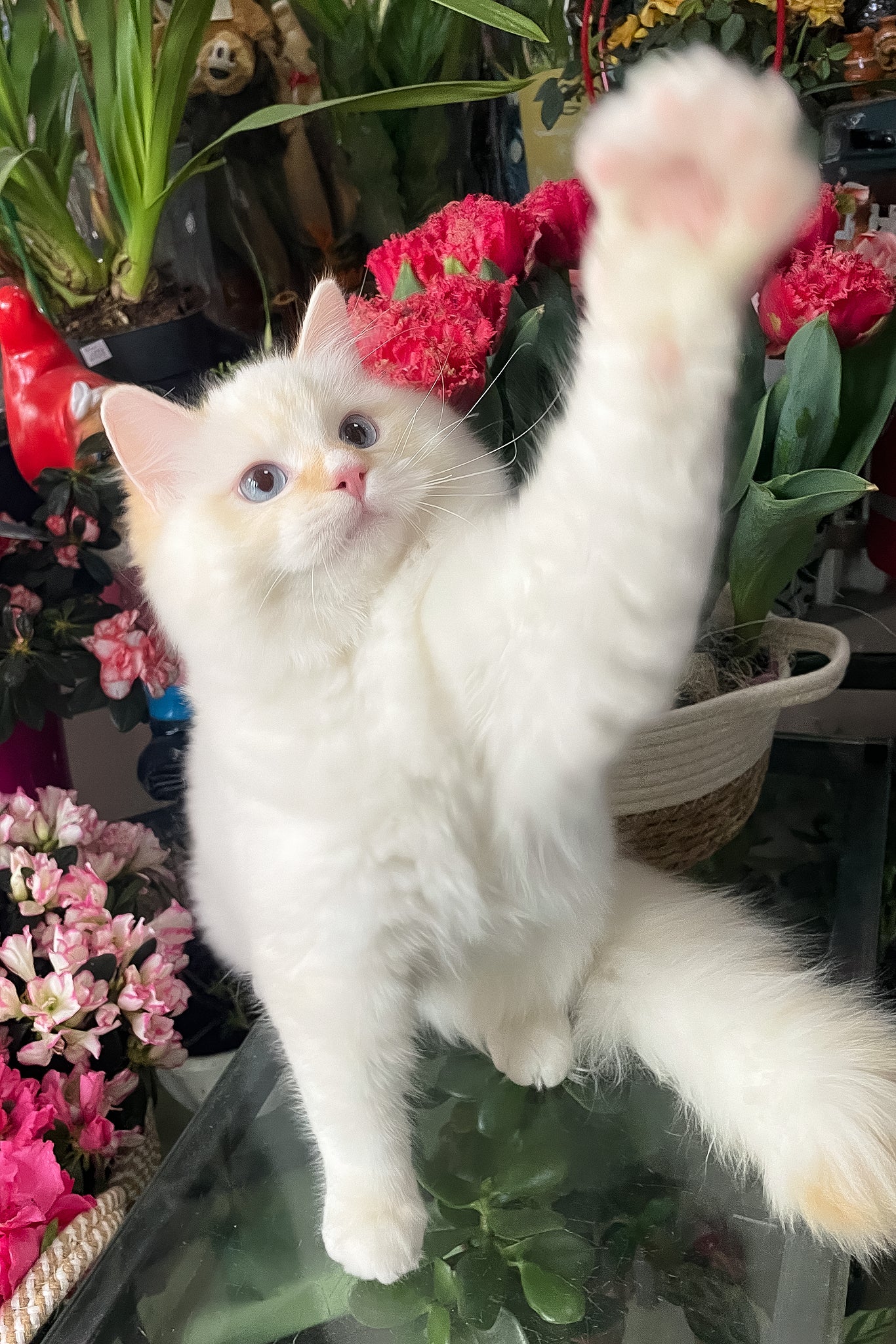 Dilan | Ragdoll Kitten - Image 8