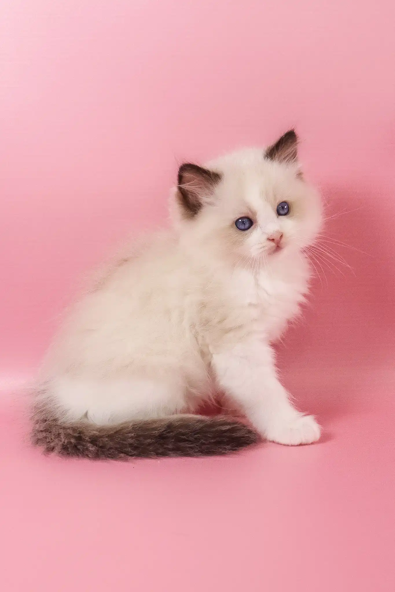 Fantik | Ragdoll Kitten - Image 6