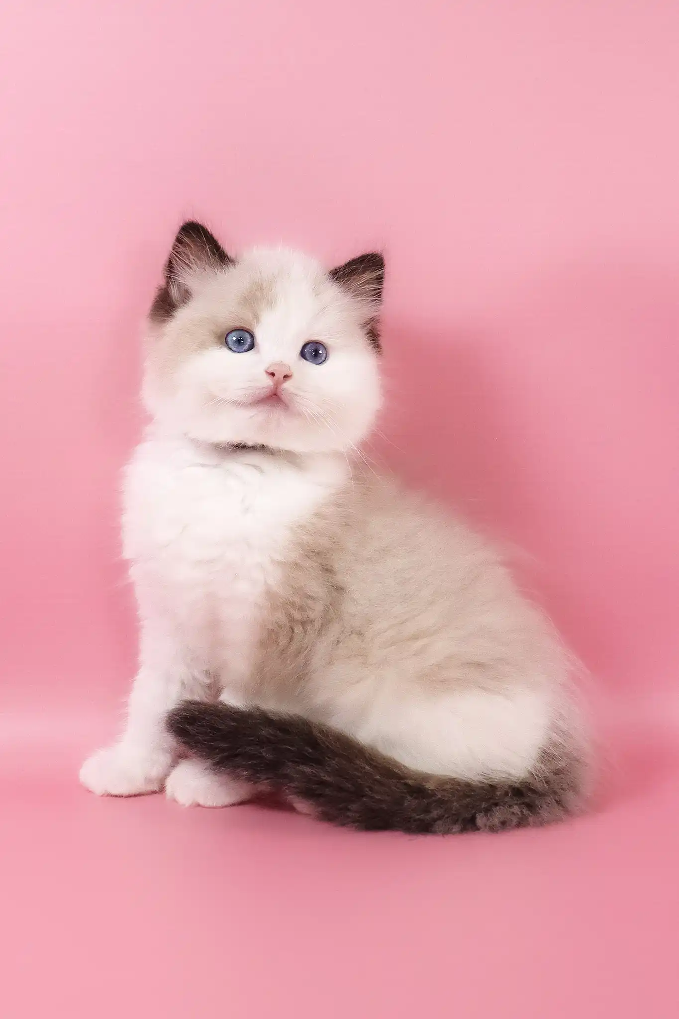 Fedechka | Ragdoll Kitten - Image 9