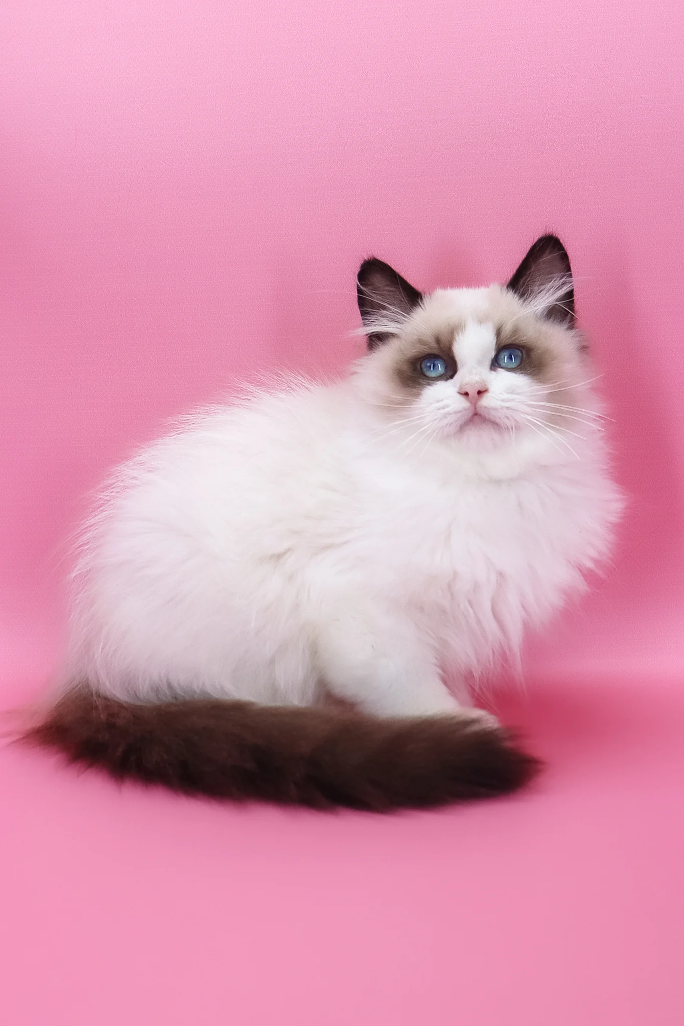 Garfield | Ragdoll Kitten - Image 2