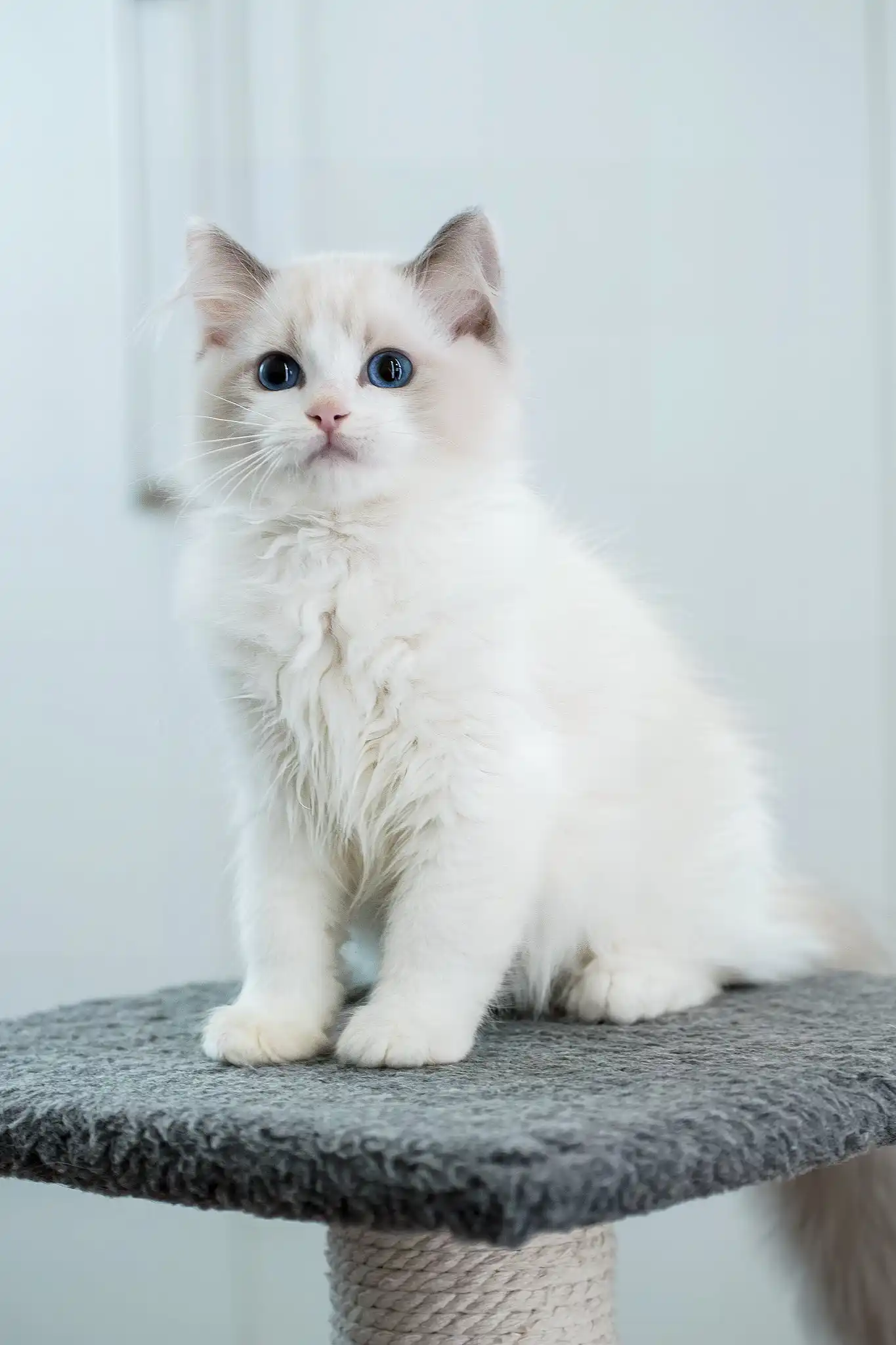 Gelato | Ragdoll Kitten - Image 3