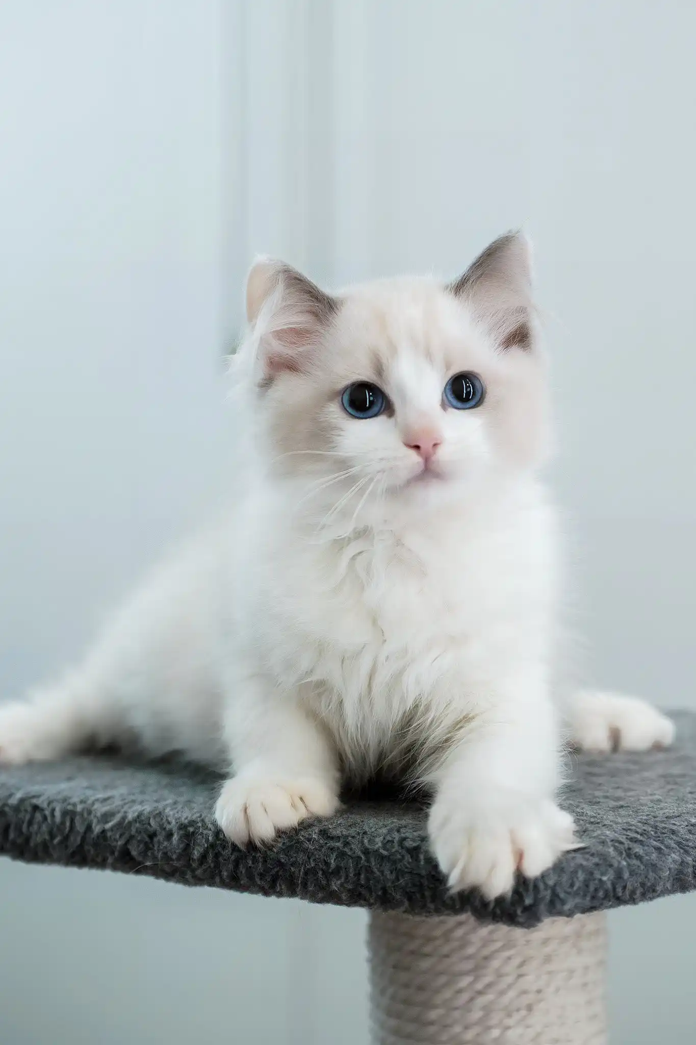 Gelato | Ragdoll Kitten - Image 5