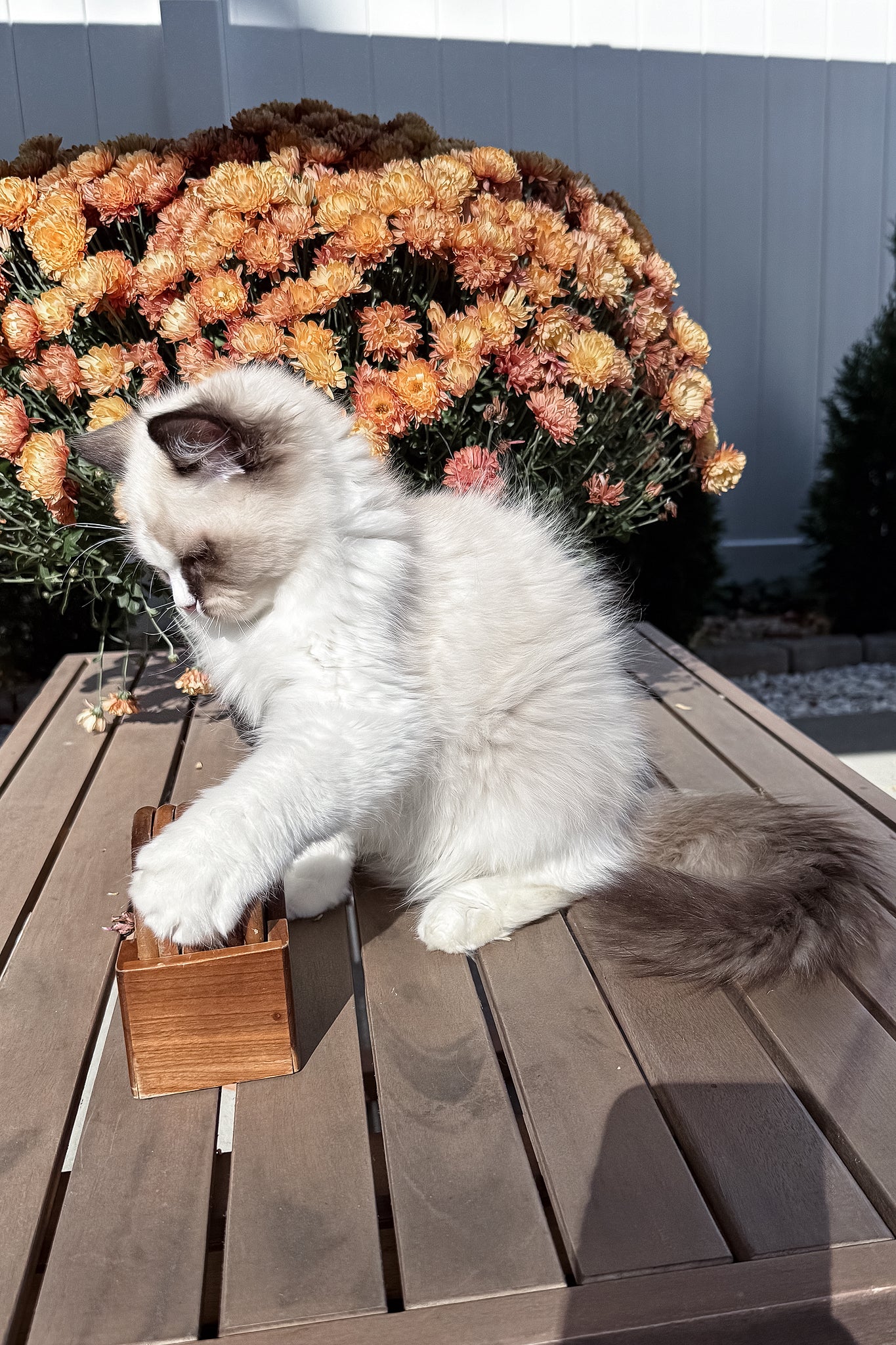 Grisha | Ragdoll Kitten - Image 6