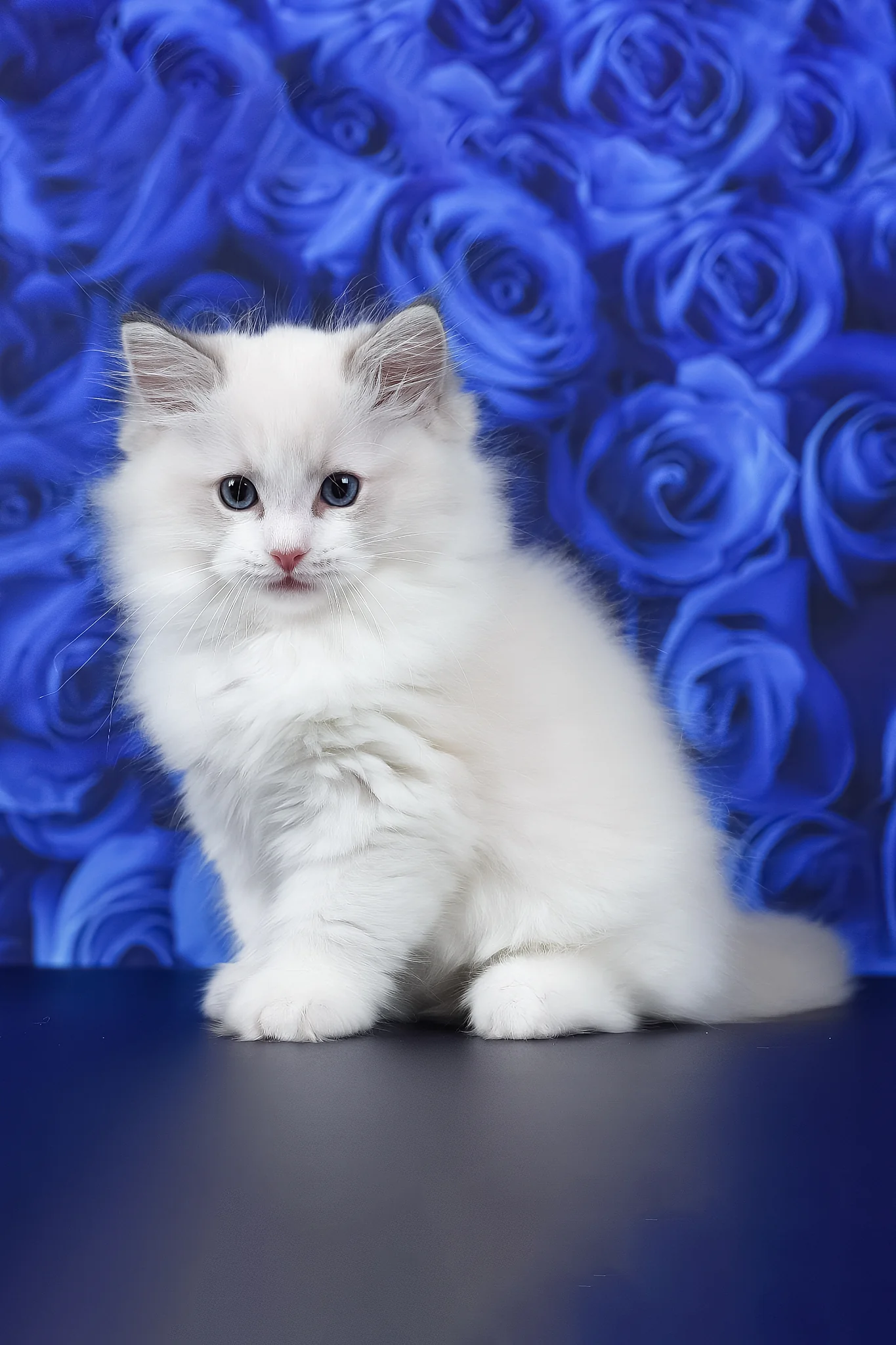 Haiku | Ragdoll Kitten - Image 2