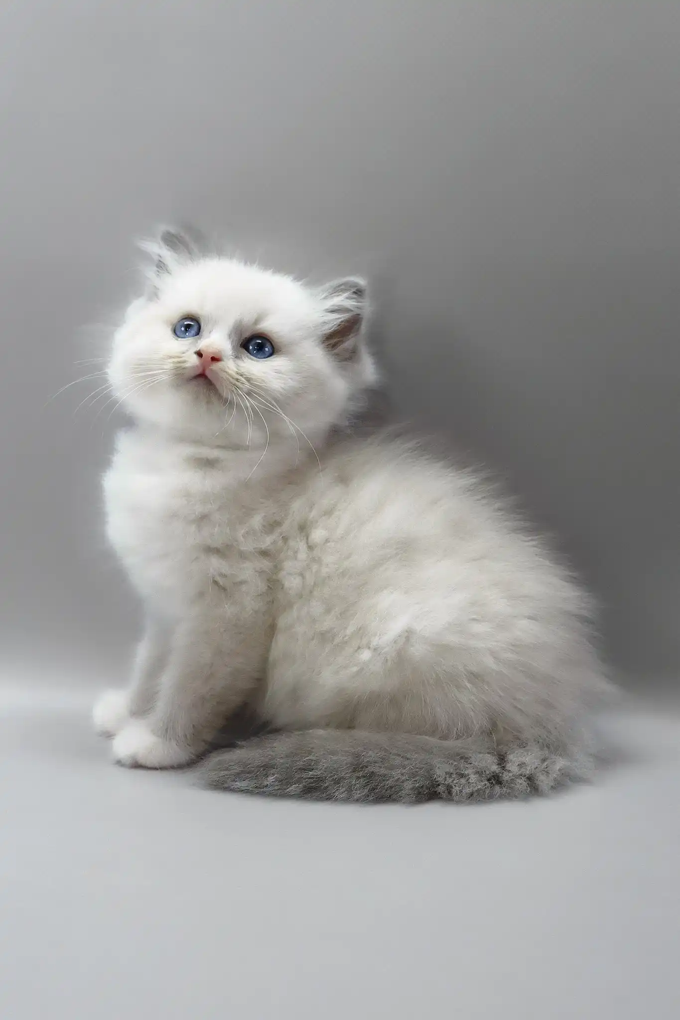 Harley | Ragdoll Kitten - Image 7
