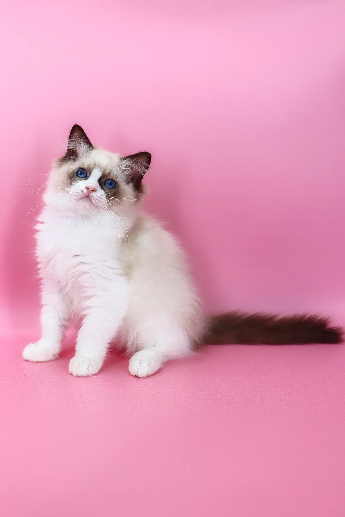 Hector | Ragdoll Kitten - Image 3
