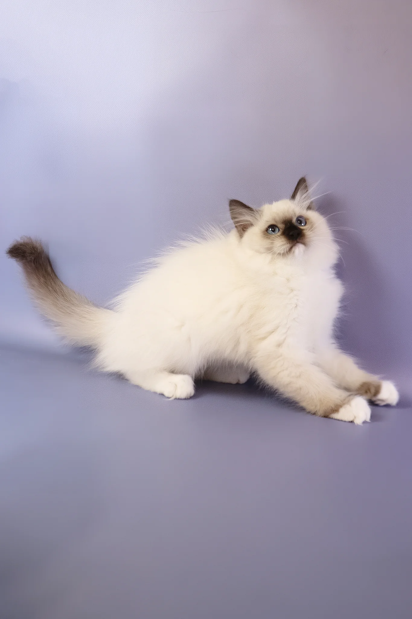 Ignat | Ragdoll Kitten - Image 6