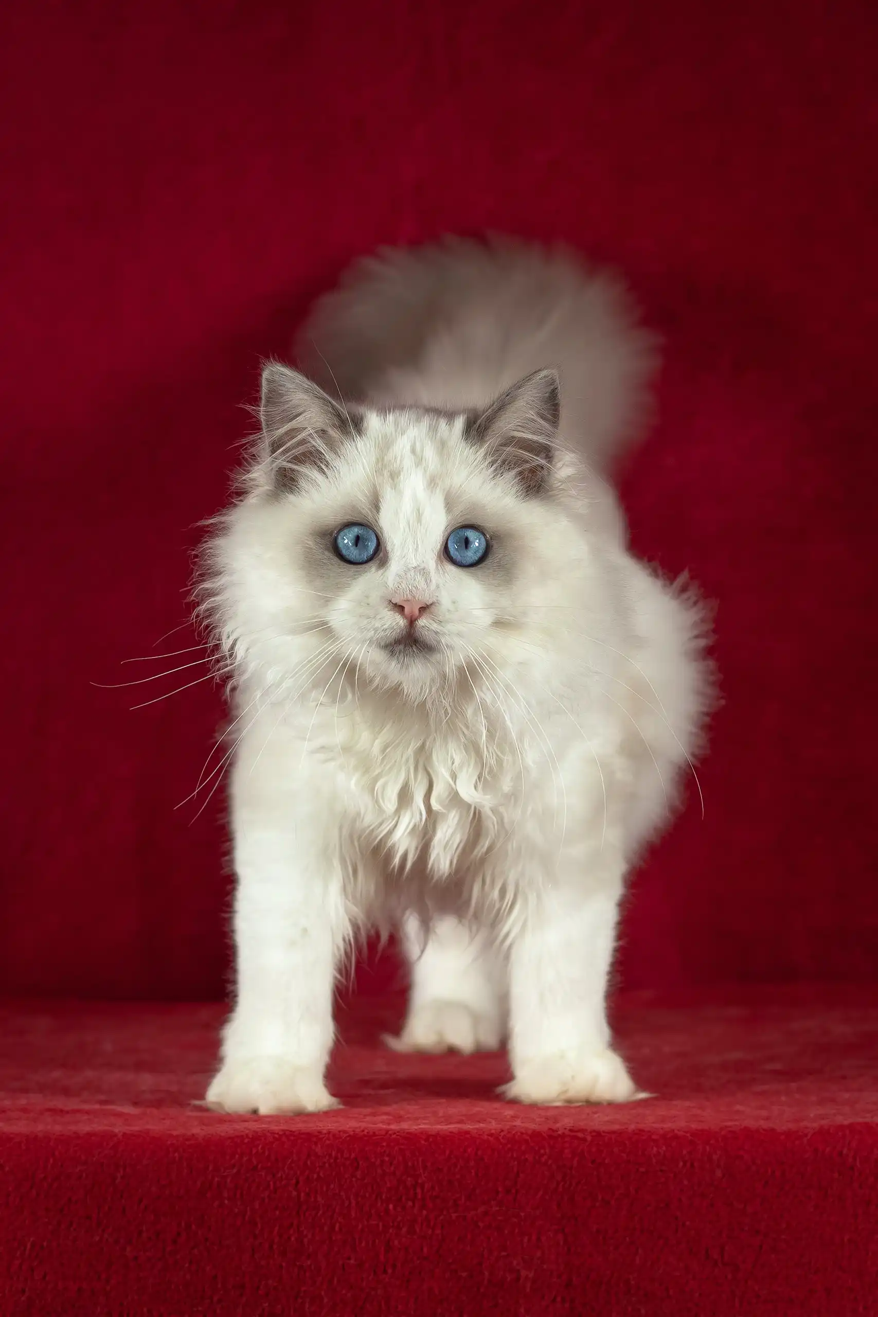 Malvin | Ragdoll Kitten - Image 7