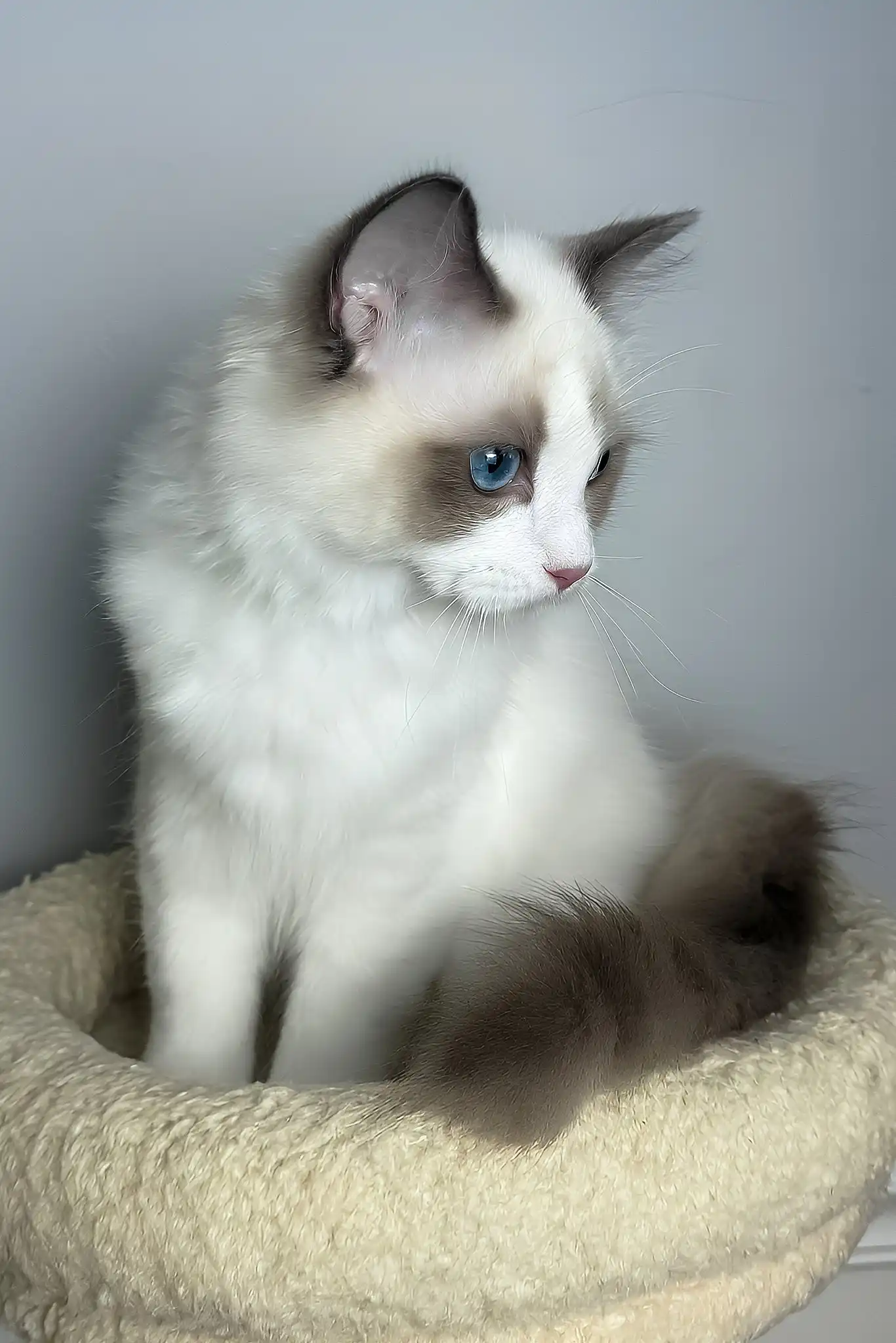 Maximus | Ragdoll Kitten - Image 3