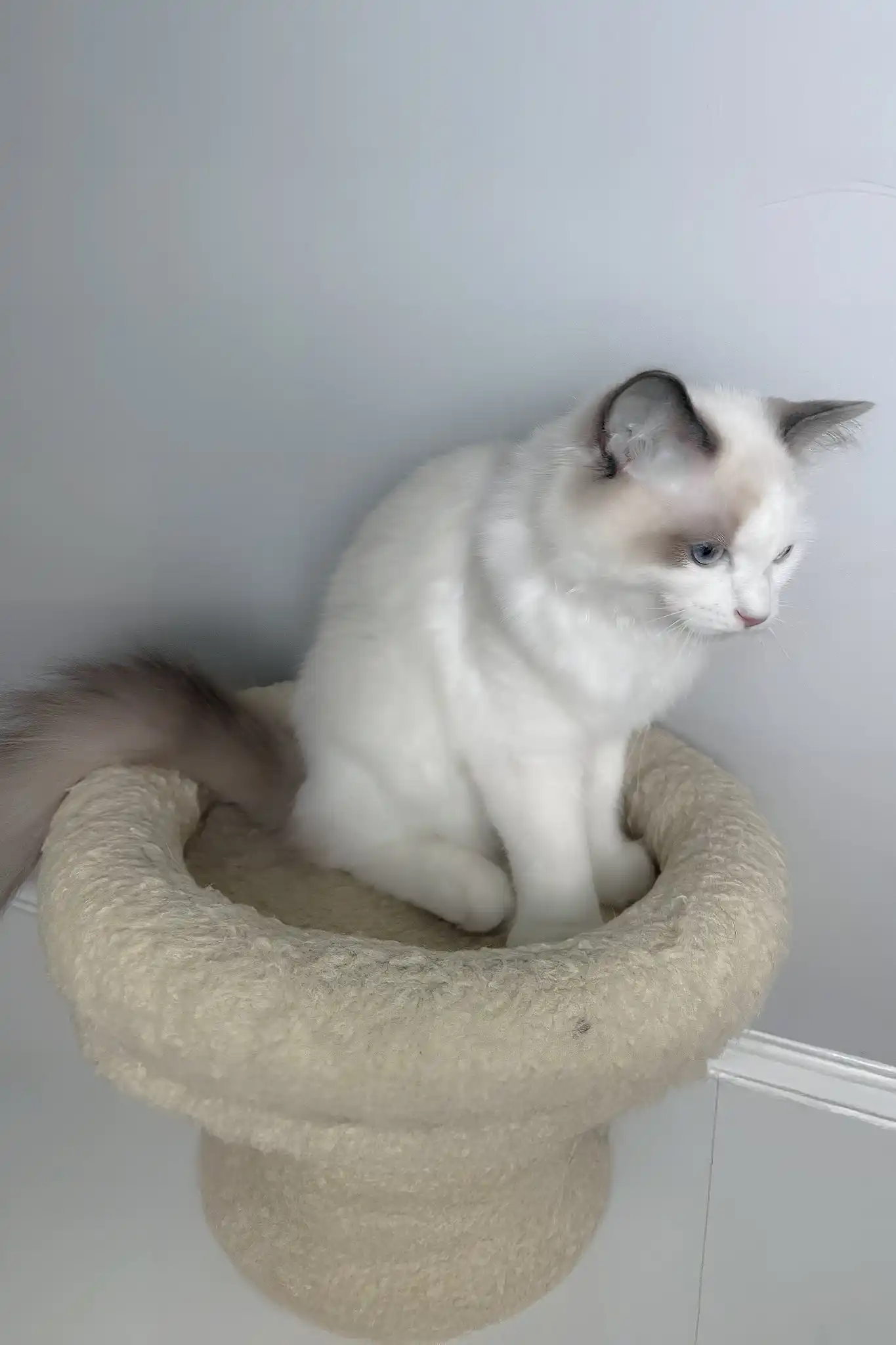 Meowise | Ragdoll Kitten - Image 3