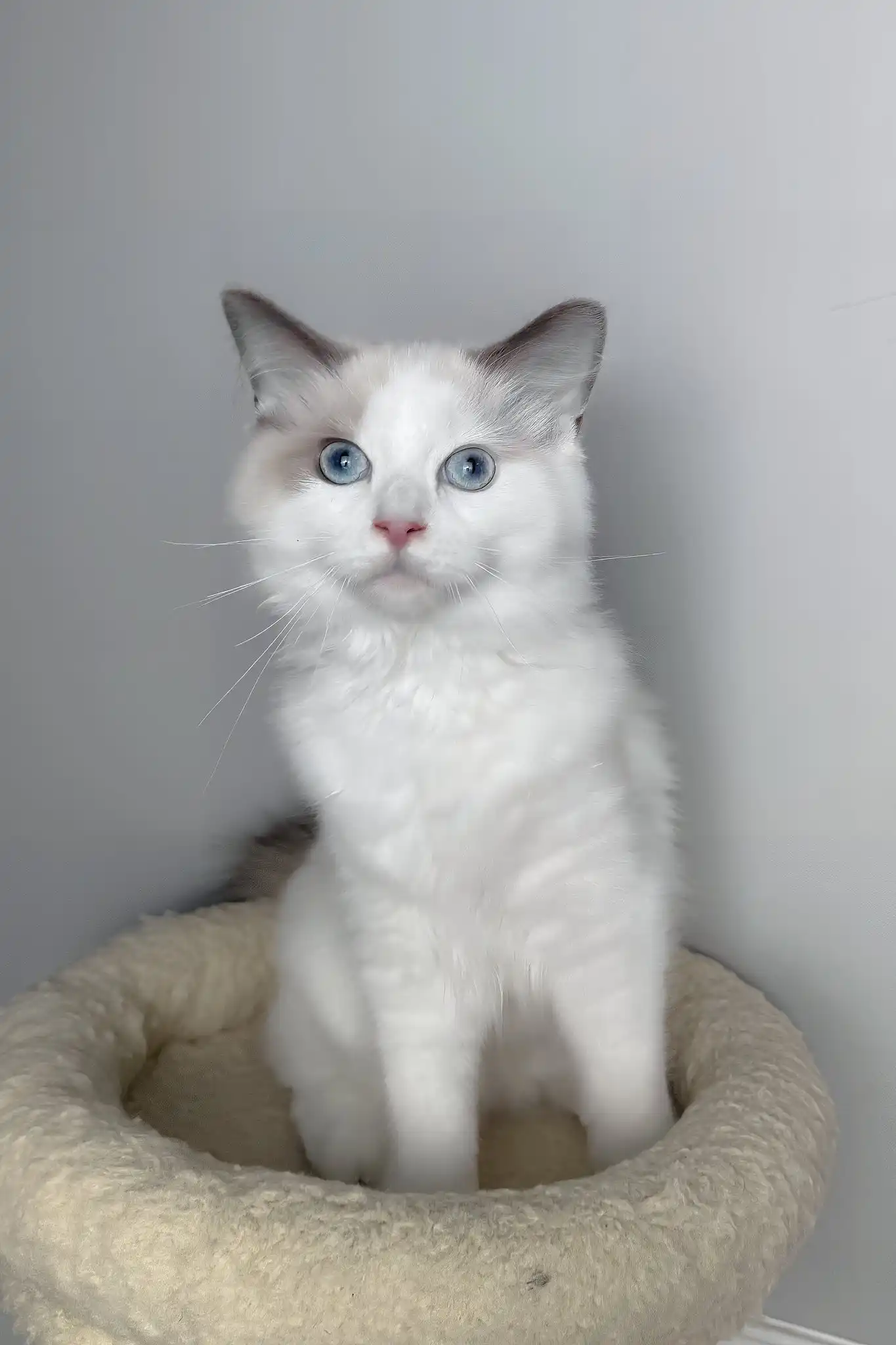 Meowise | Ragdoll Kitten - Image 4