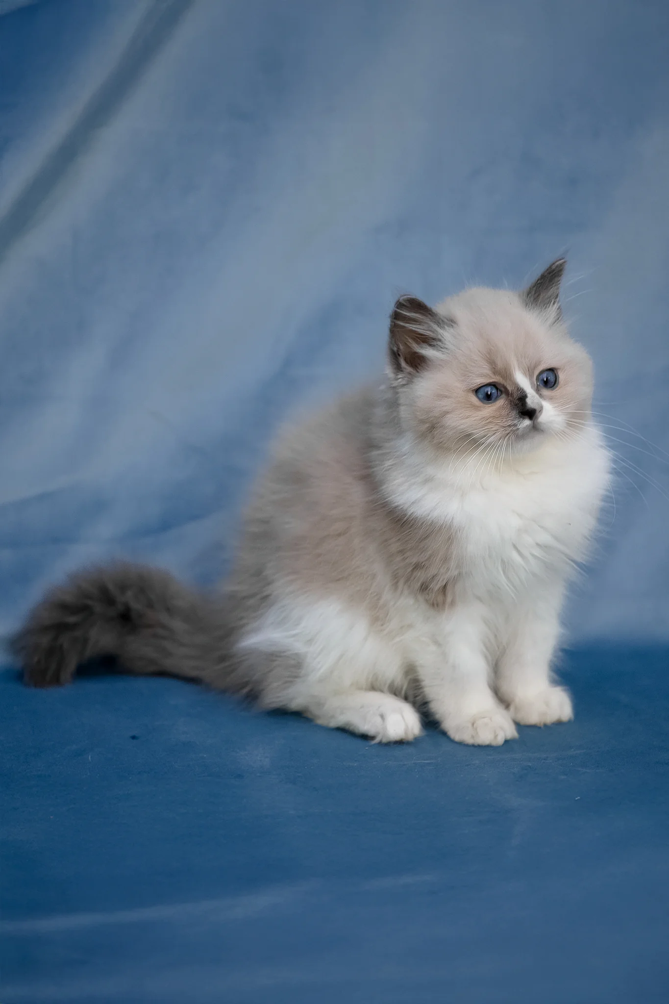 Niko | Ragdoll Kitten - Image 8