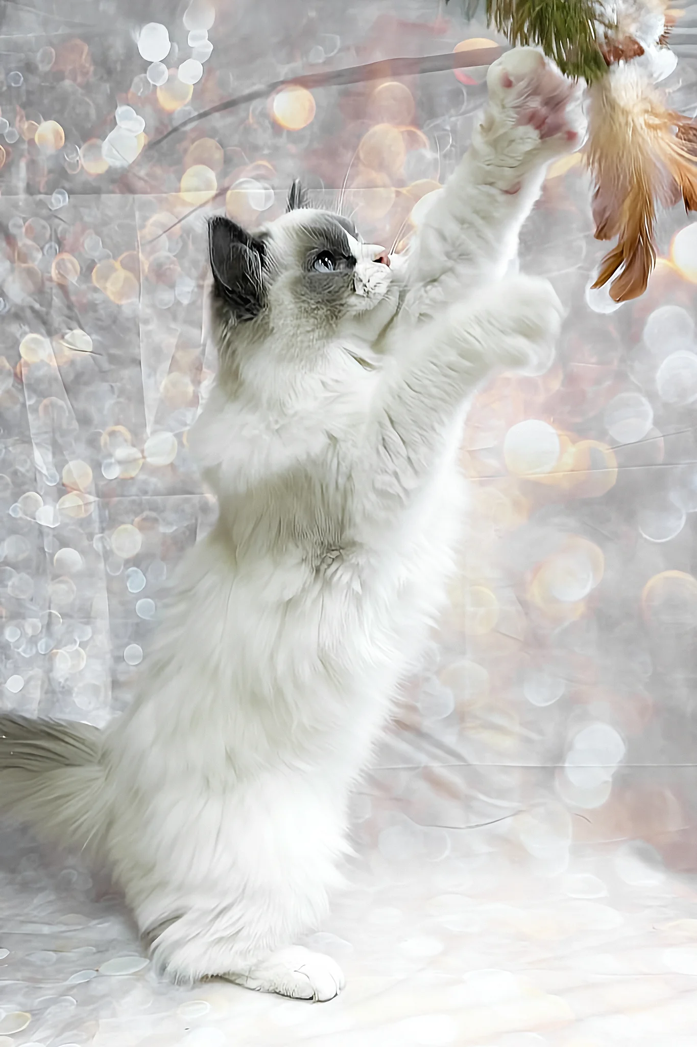Ninja | Ragdoll Kitten - Image 3