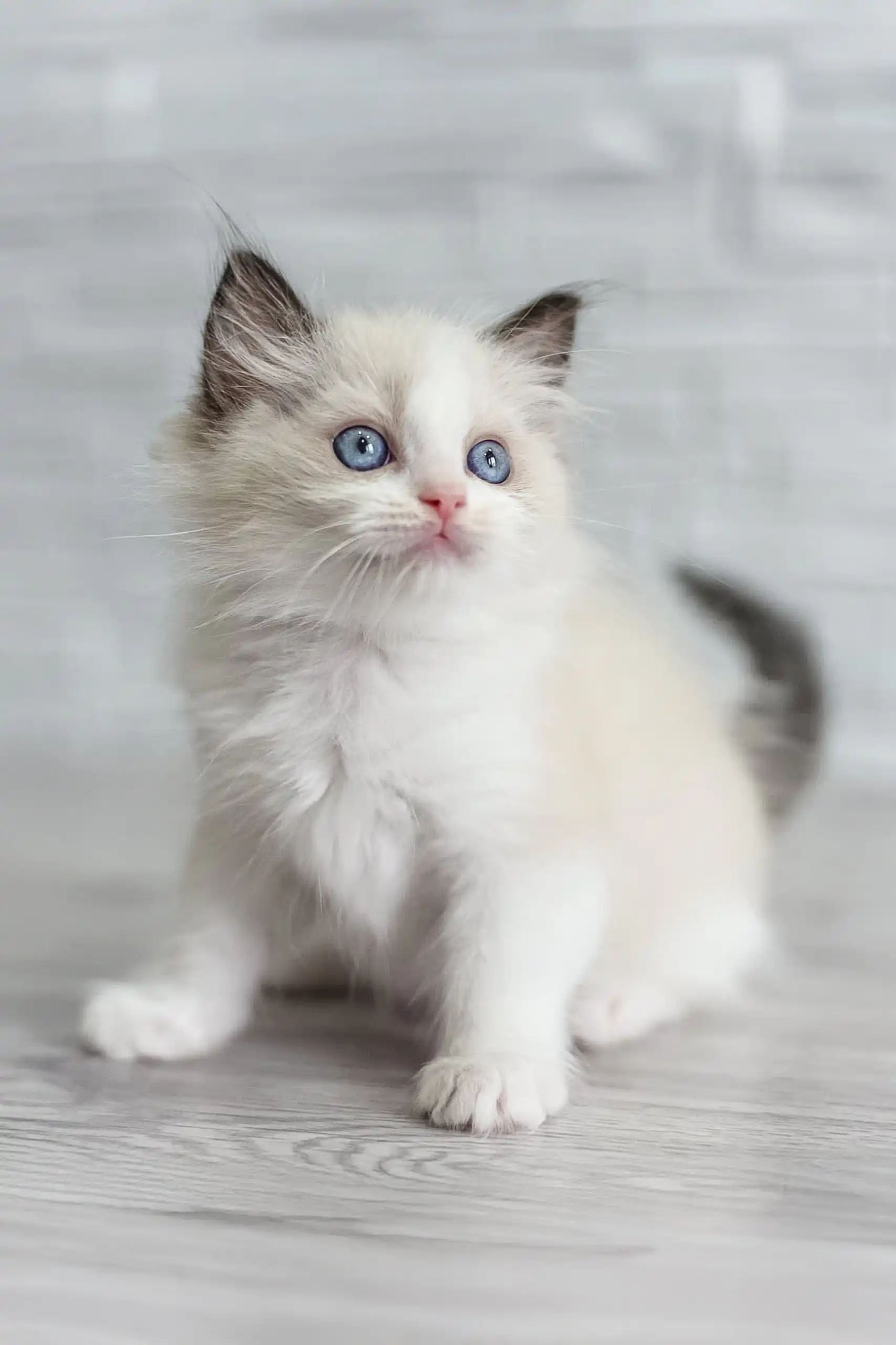 Oniks | Ragdoll Kitten - Image 5